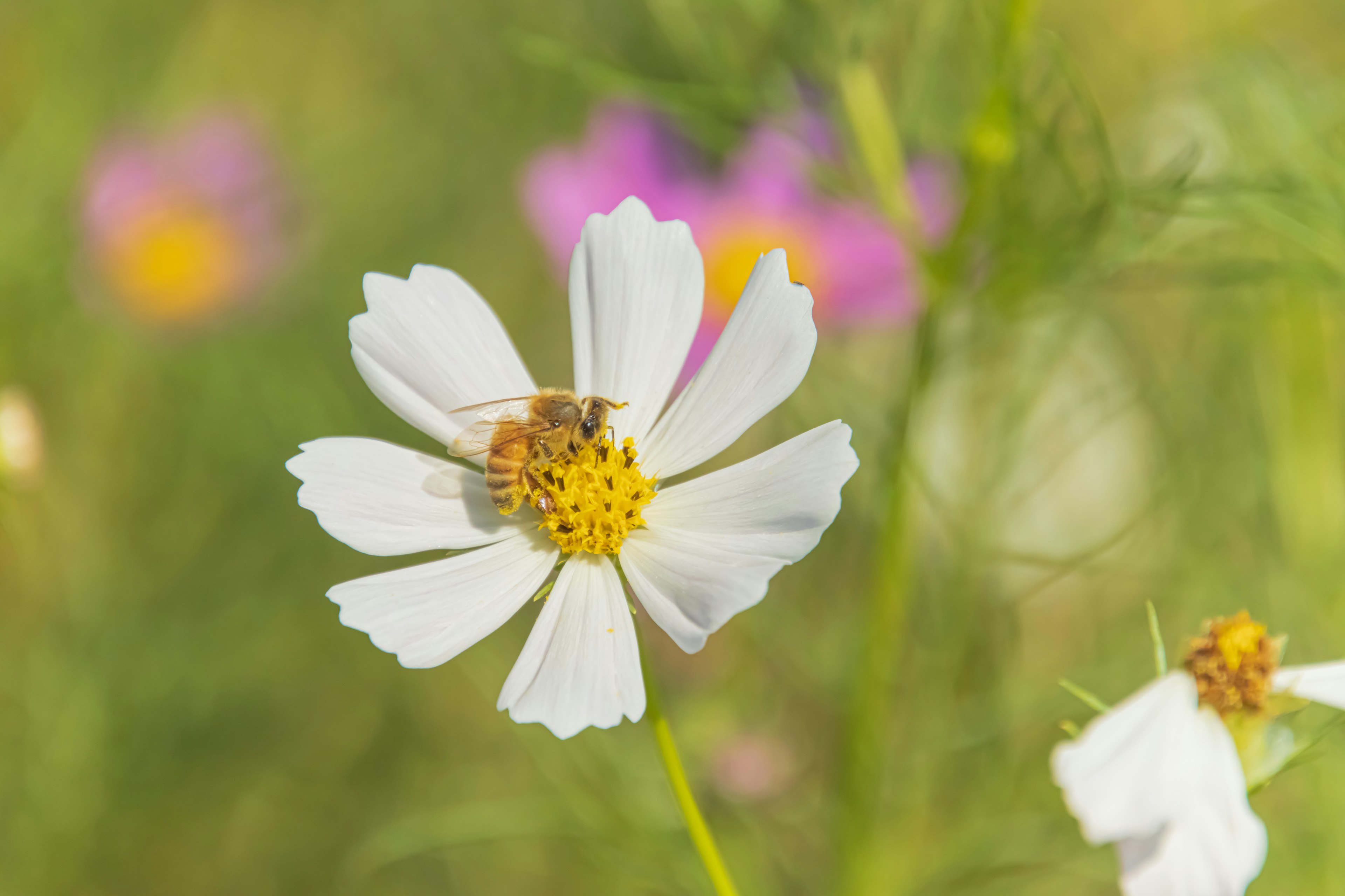 Gros plan d'une fleur blanche avec une abeille