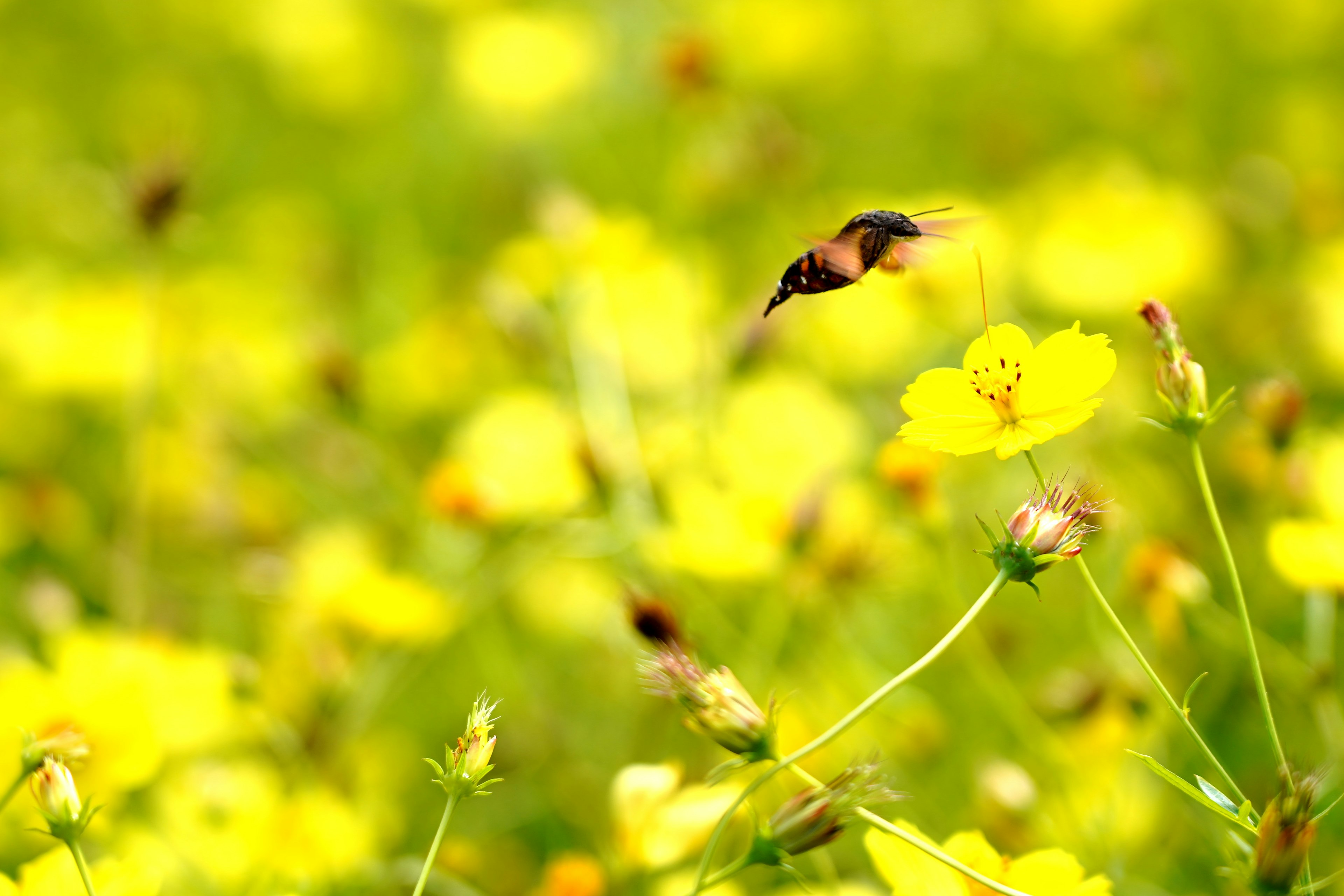 黄色の花畑で飛んでいる蜂の写真