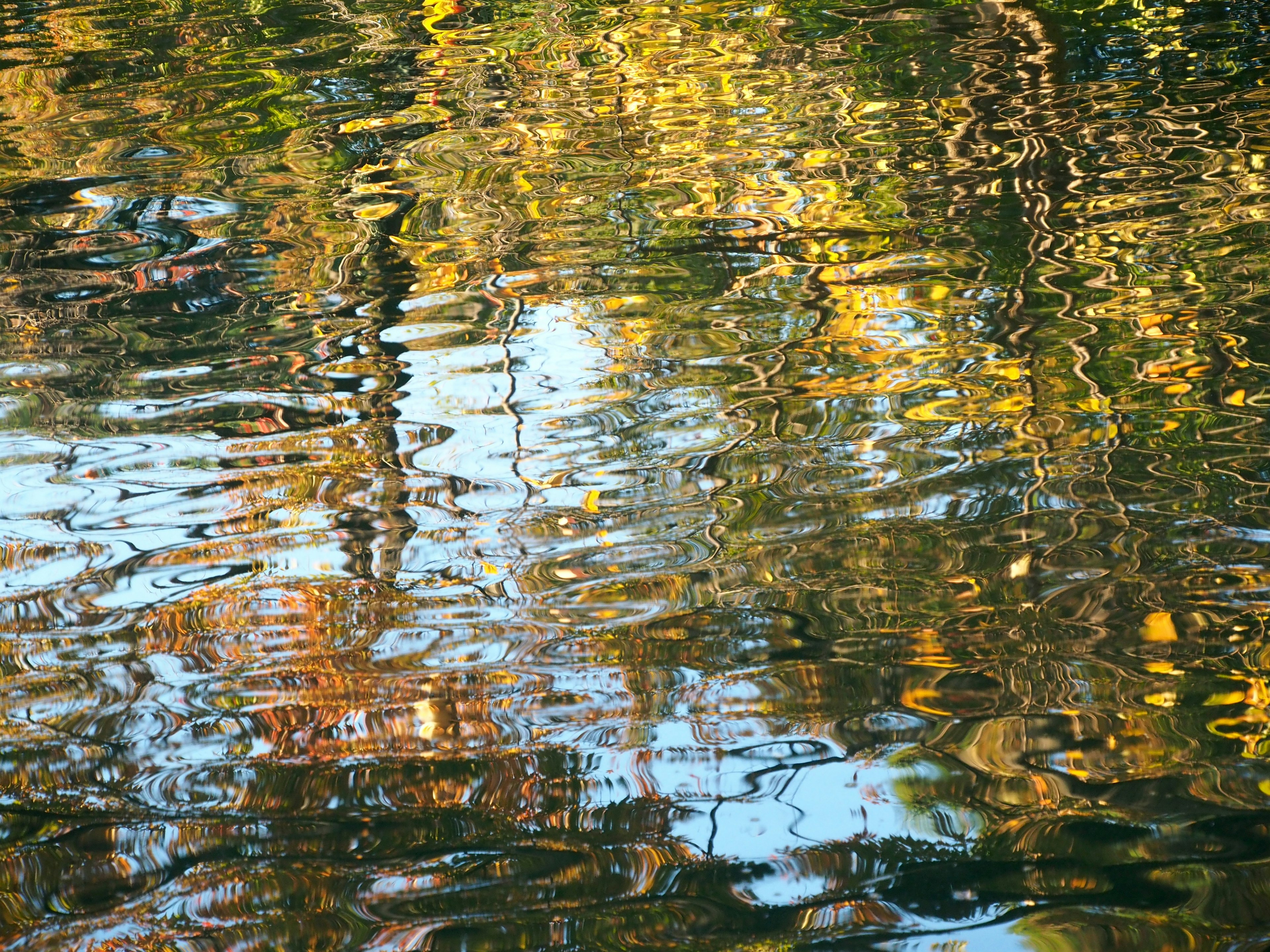 Riflessi colorati degli alberi sulla superficie dell'acqua