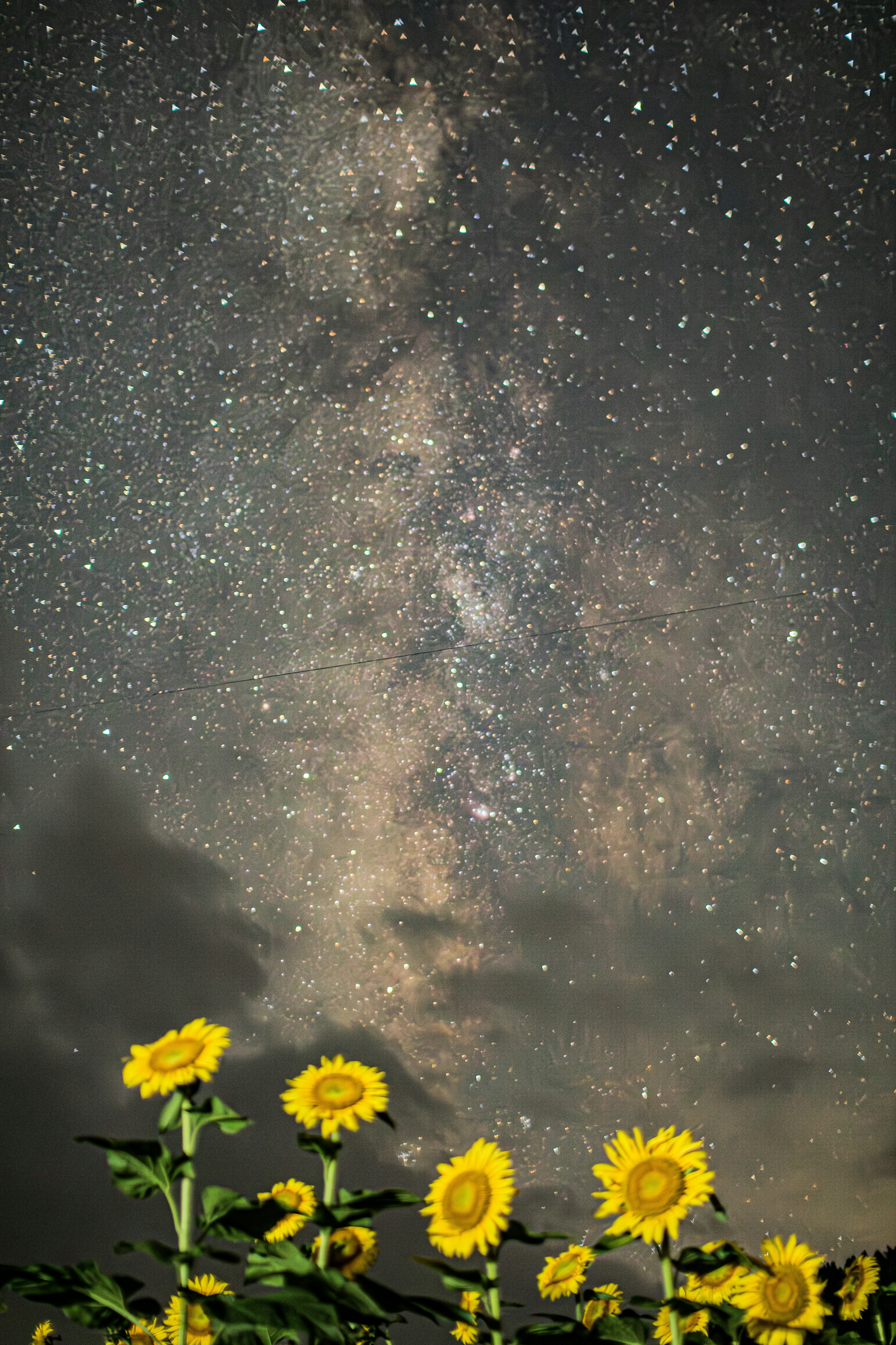 Sunflowers in the foreground with a stunning view of the Milky Way at night