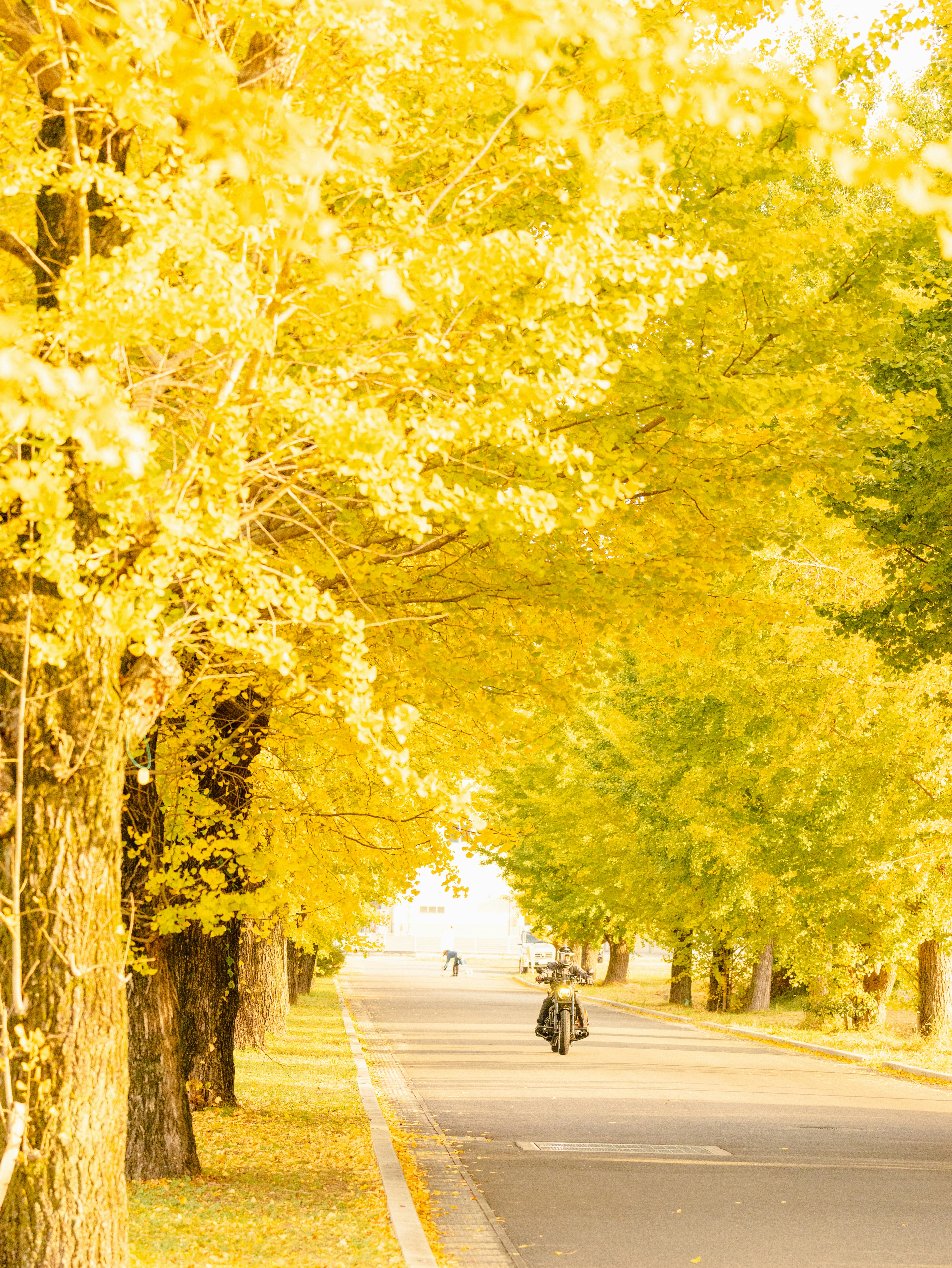 Un ciclista montando por un camino flanqueado de árboles con follaje amarillo vibrante