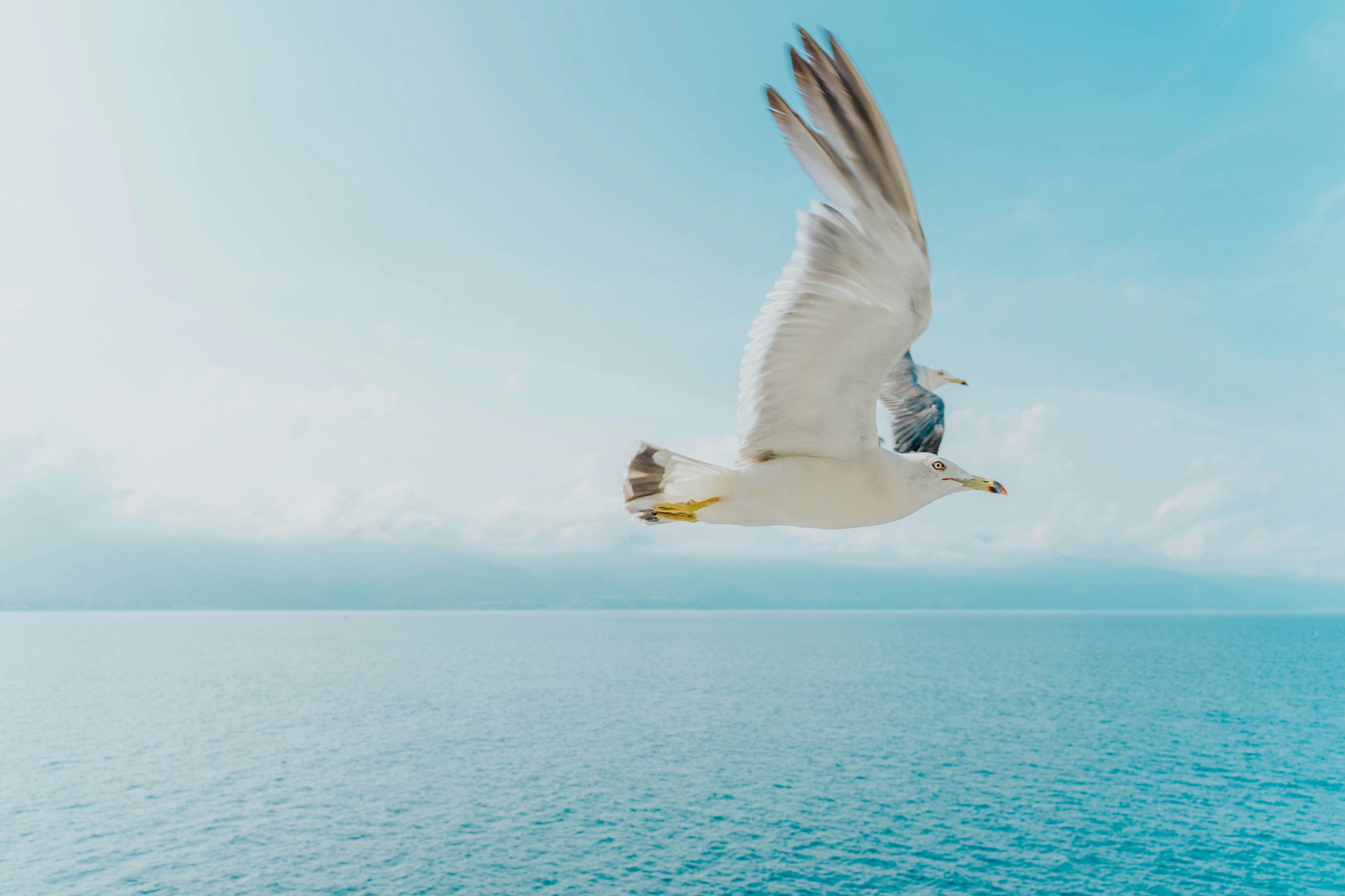 A white seagull flying over a blue ocean