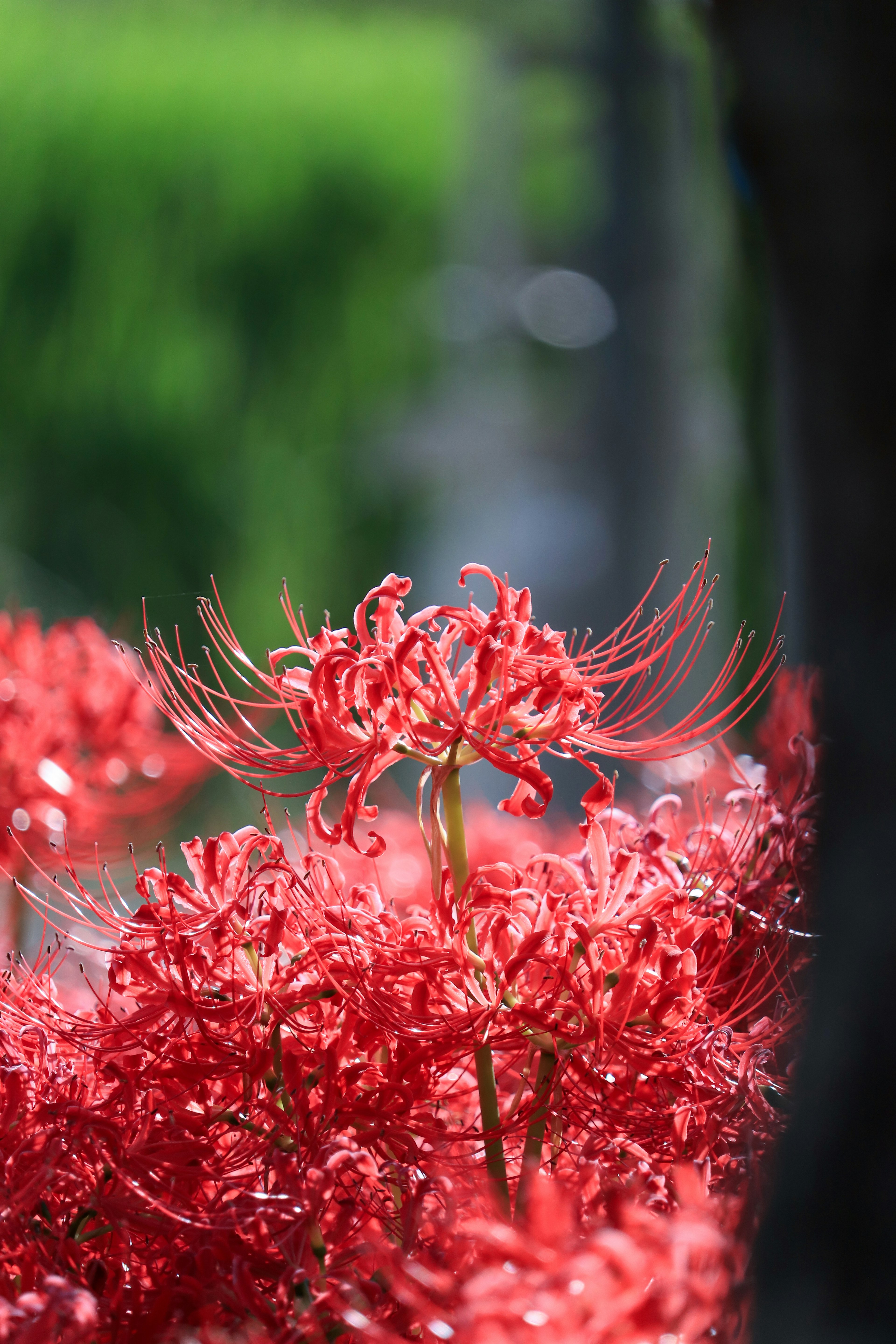 Vivid red spider lily blooms with green rice fields in the background