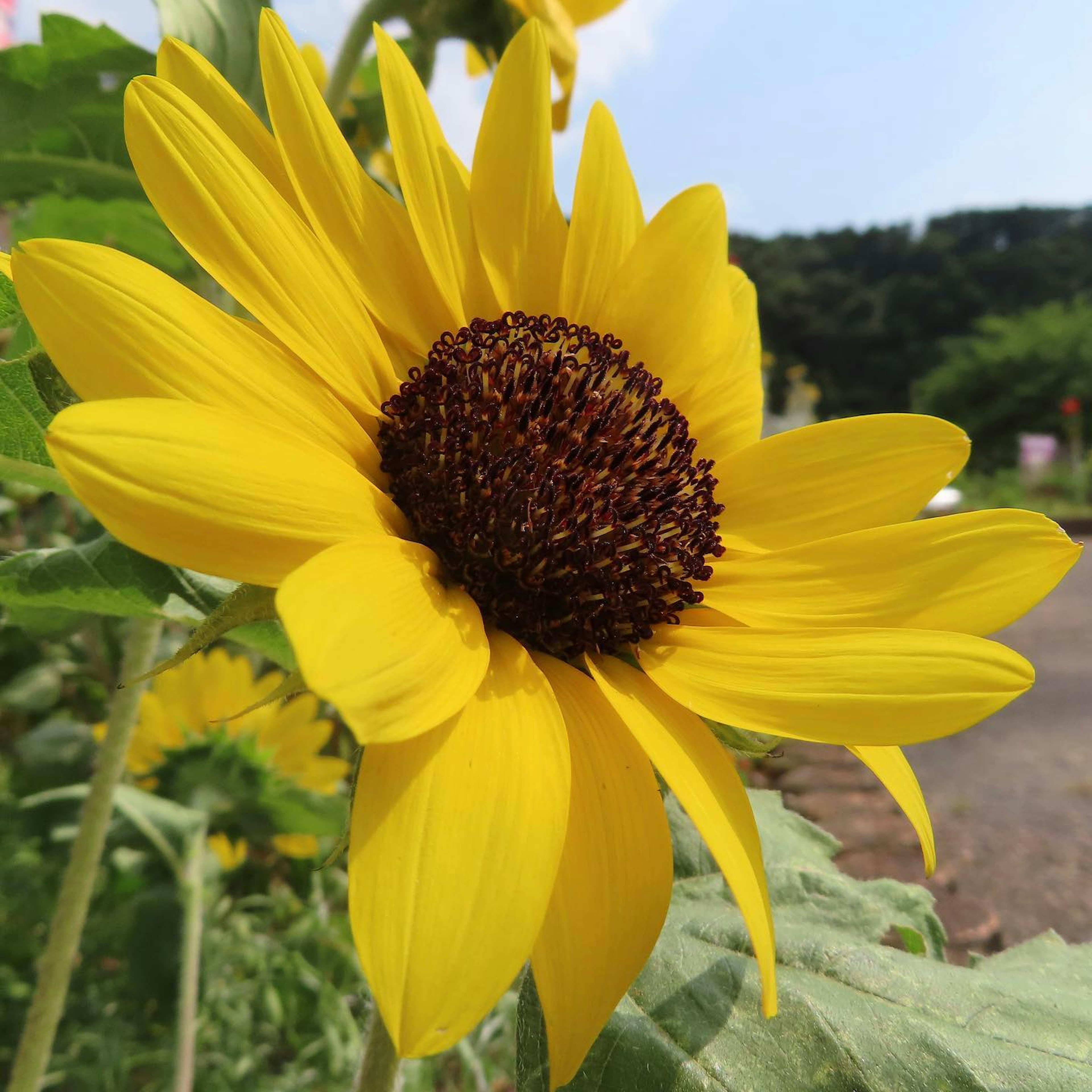 ดอกทานตะวันสีเหลืองสดใสเบ่งบานมีศูนย์กลางสีน้ำตาลล้อมรอบด้วยใบเขียว