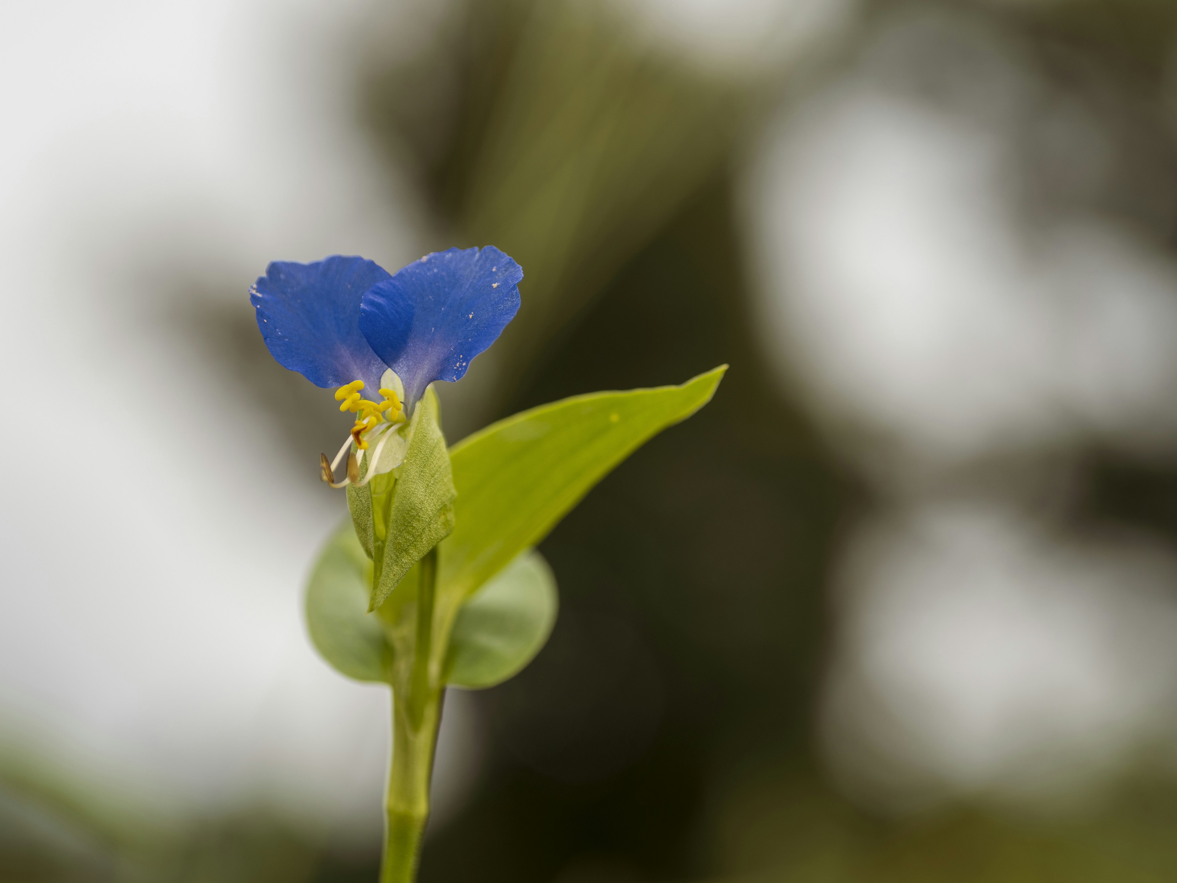 Acercamiento de una flor azul con hojas verdes