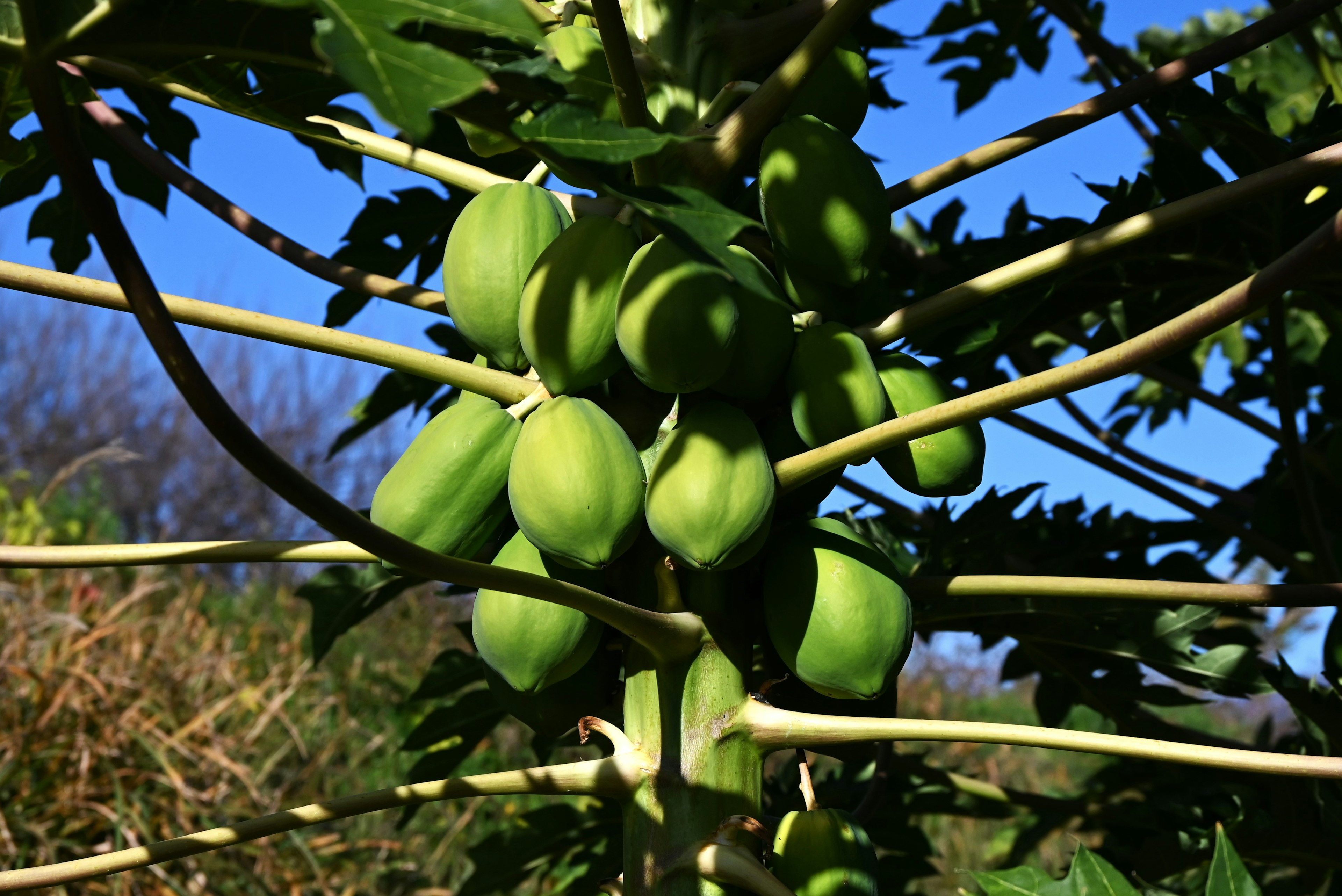 Green papaya fruits hanging on a tree branch