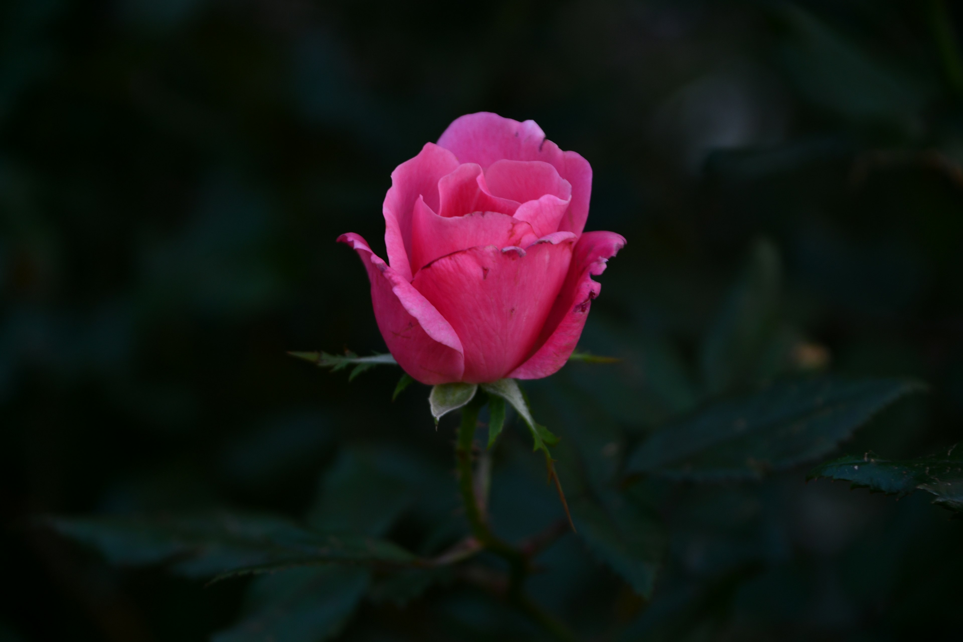 A beautiful pink rose stands out against a dark background