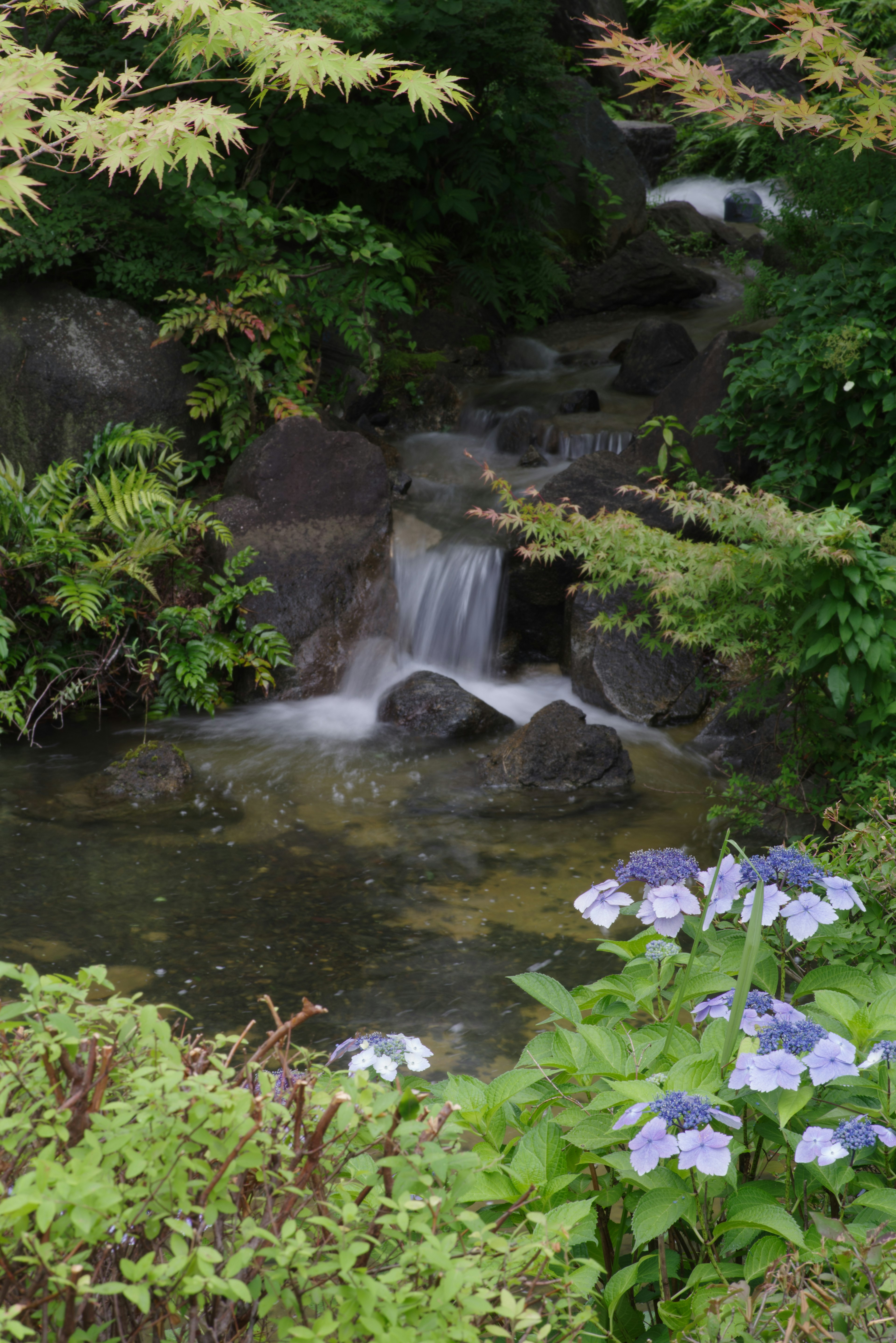 宁静的花园场景，有小溪和蓝色花朵