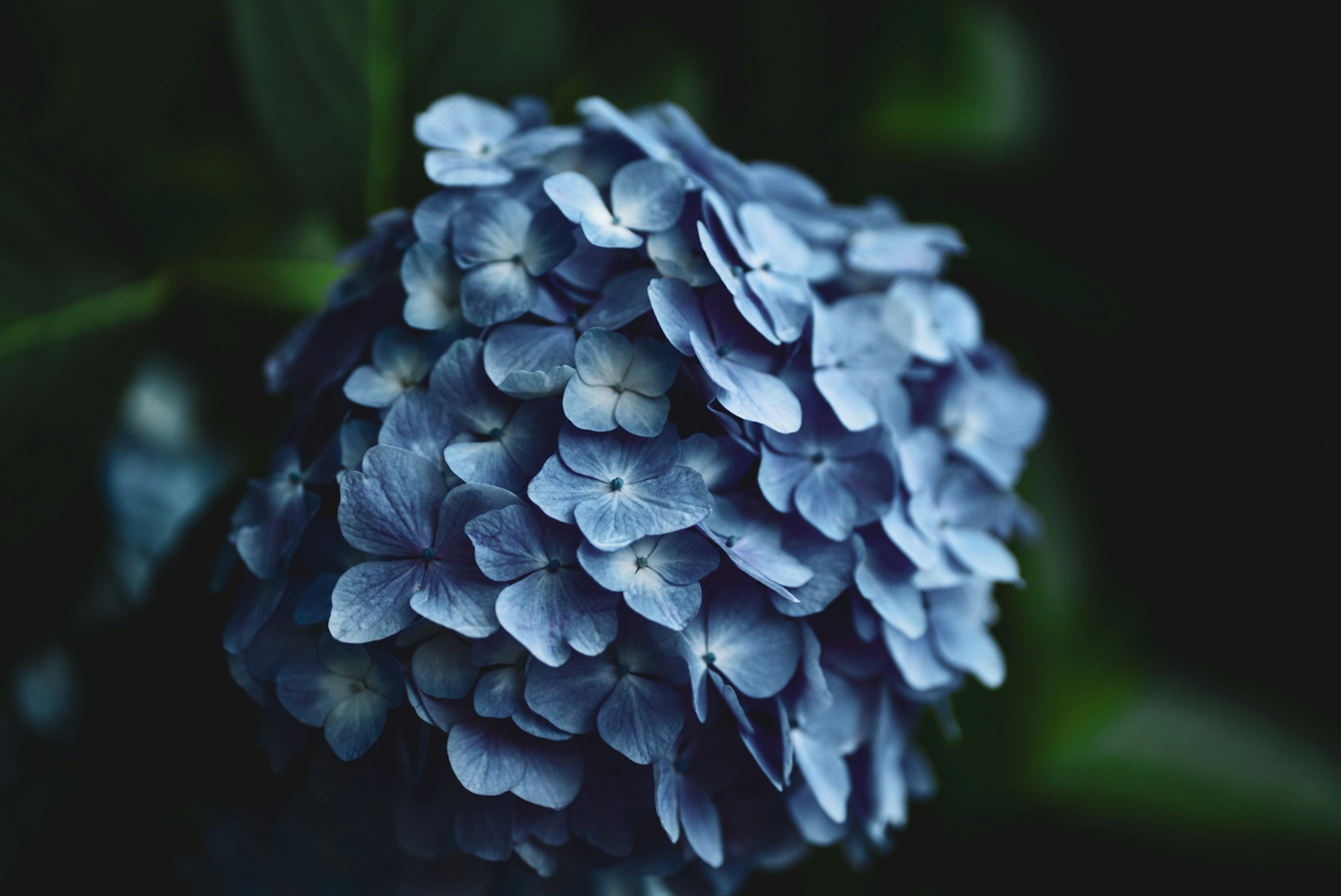 Close-up bunga hydrangea biru di latar belakang gelap