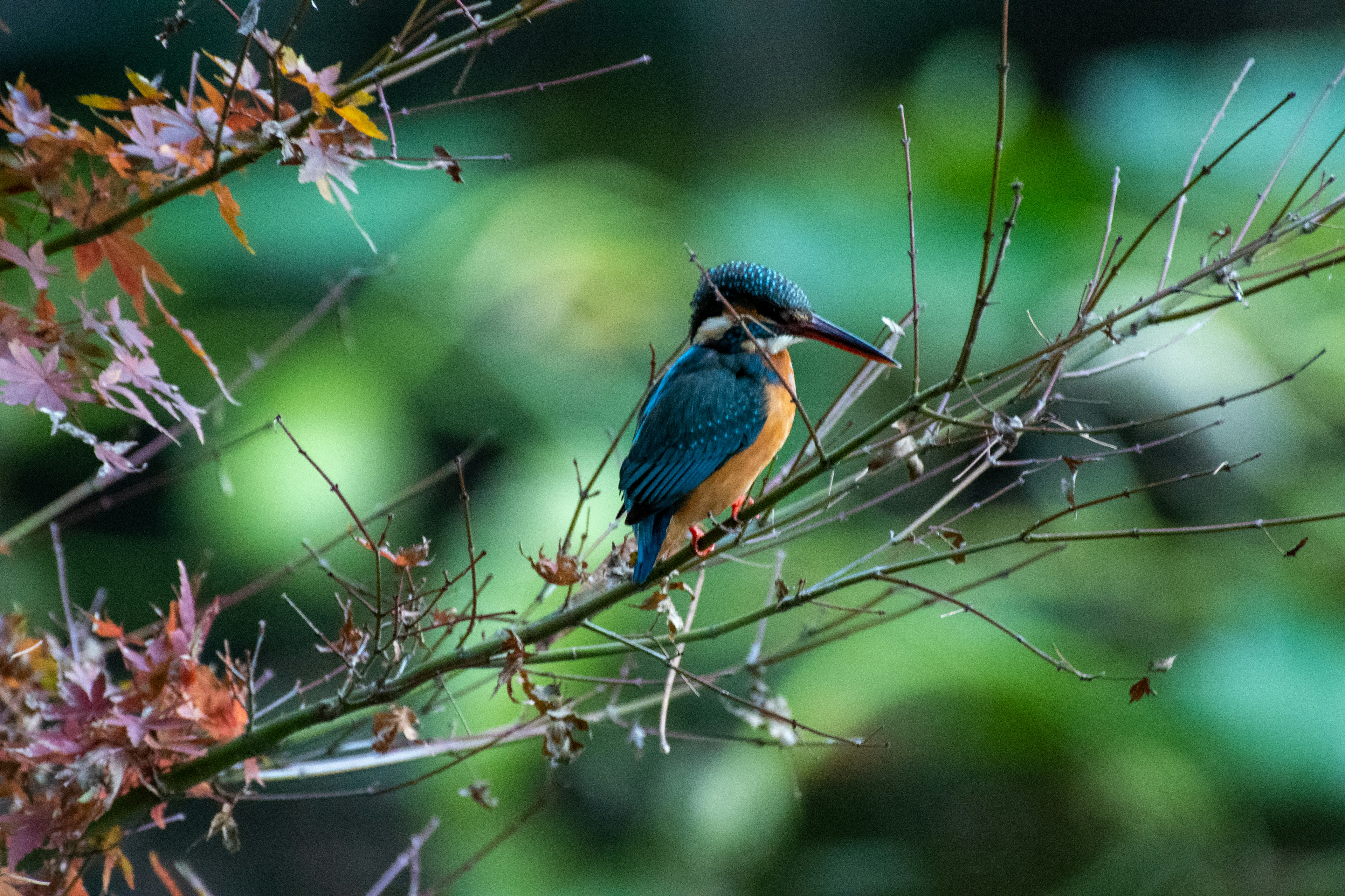 Seekor burung kingfisher bertengger di cabang dengan bulu cerah di latar belakang hijau kabur