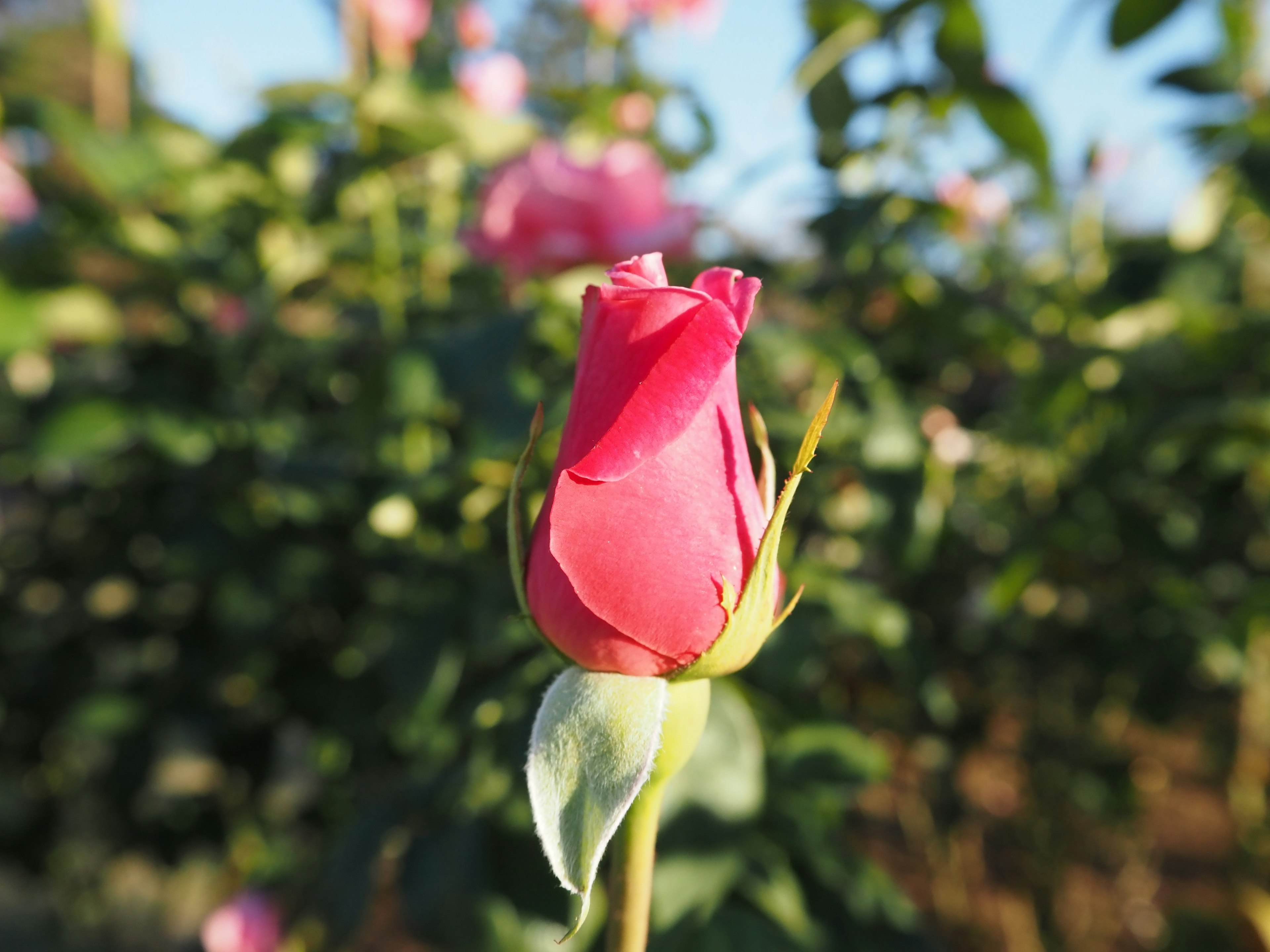 A beautiful pink rosebud stands out against a background of green leaves