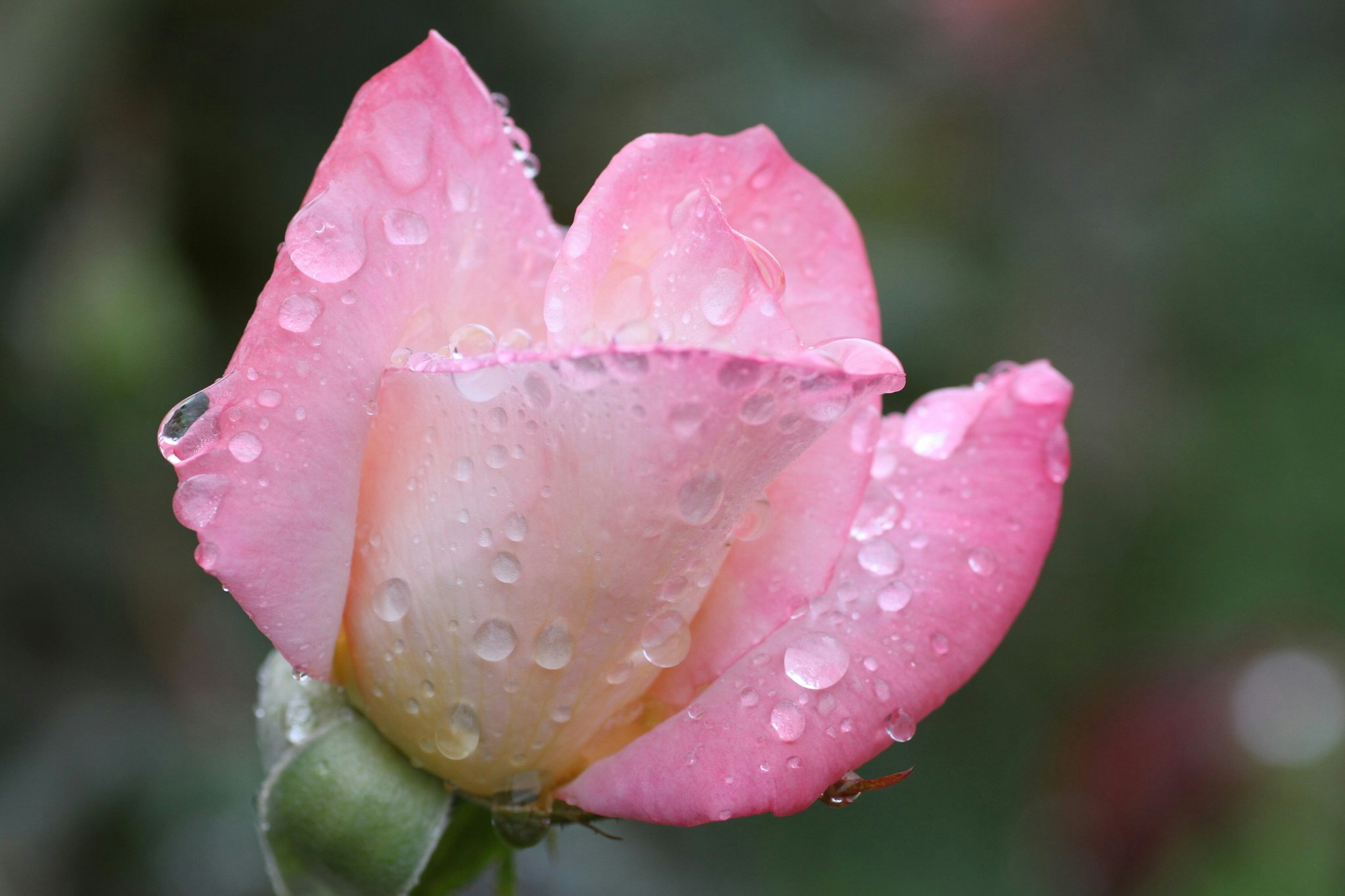 Fiore di rosa rosa con gocce d'acqua