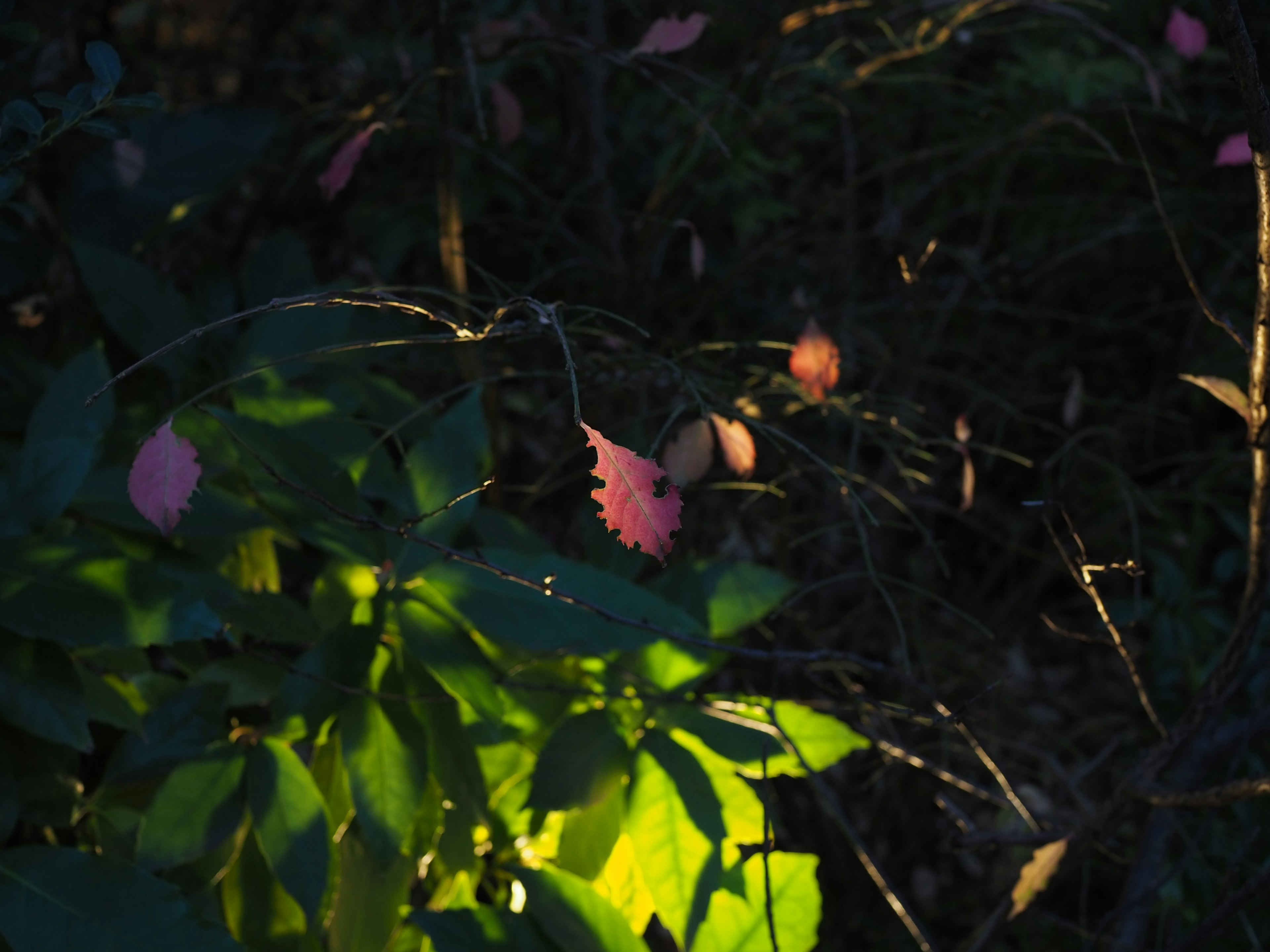 Hojas verdes y pétalos rosas iluminados en poca luz