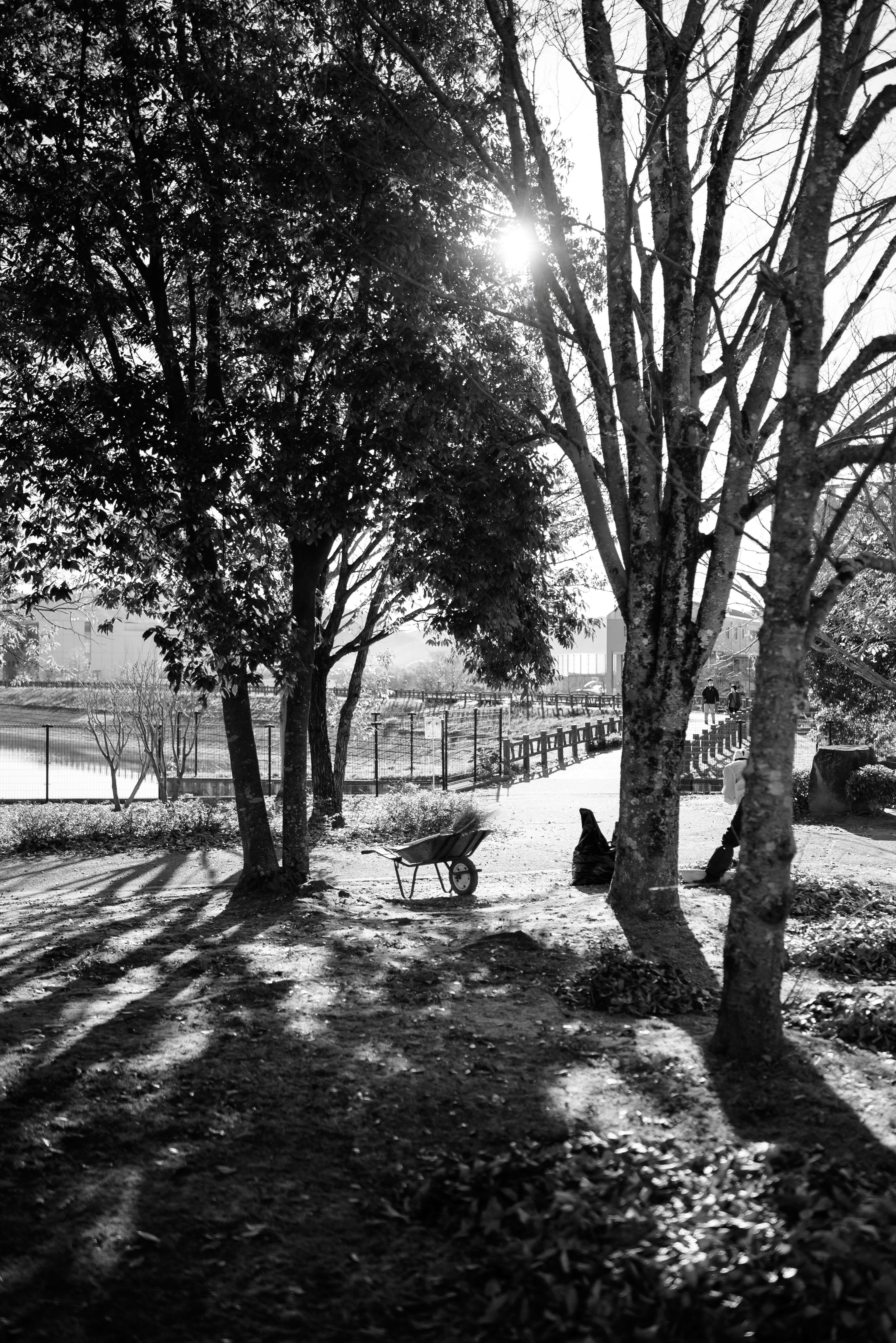 Paesaggio in bianco e nero con una panchina del parco e silhouette di alberi