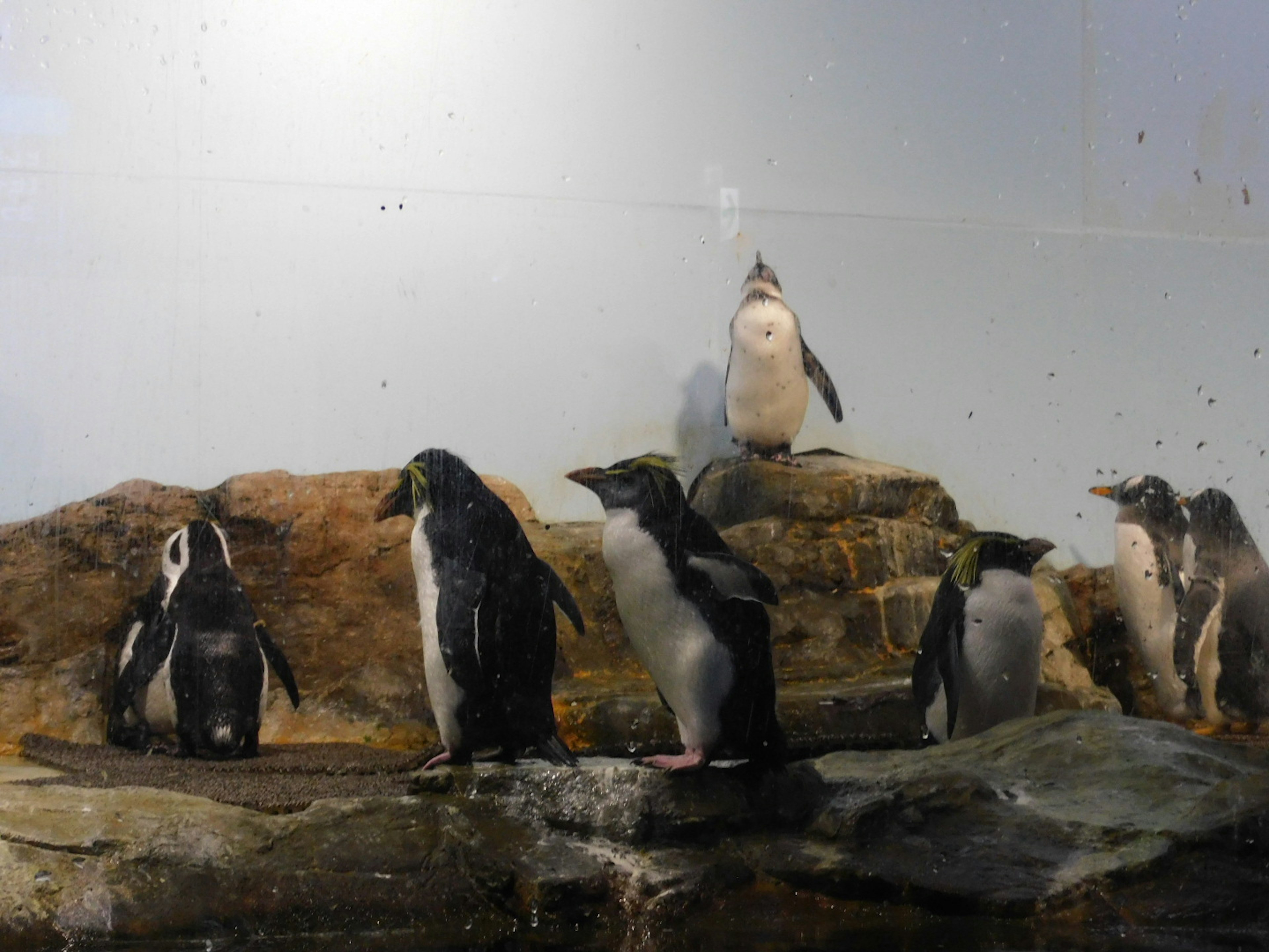 岩の上に立つペンギンの群れがいる水族館のシーン