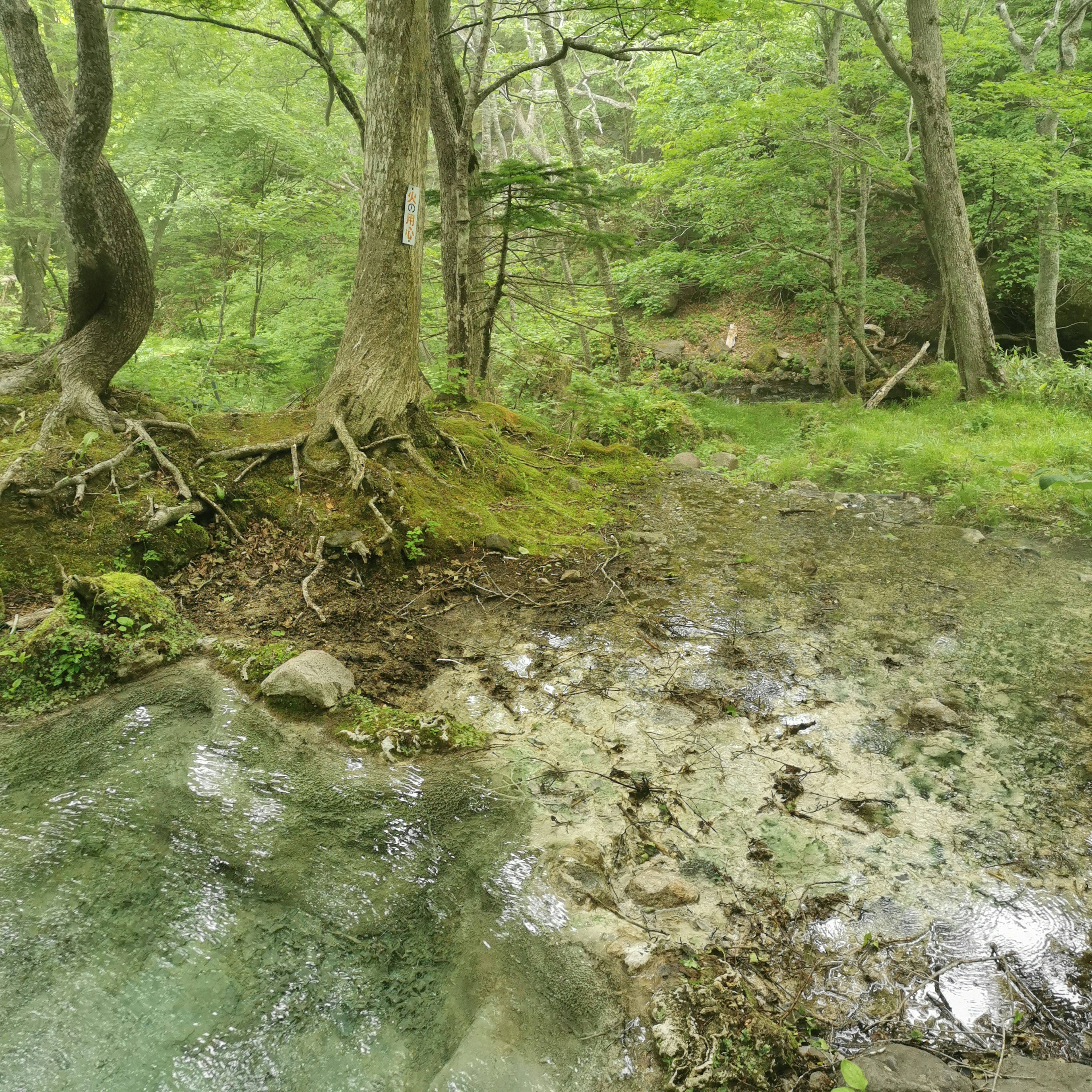 Lush green forest with a stream and tree roots