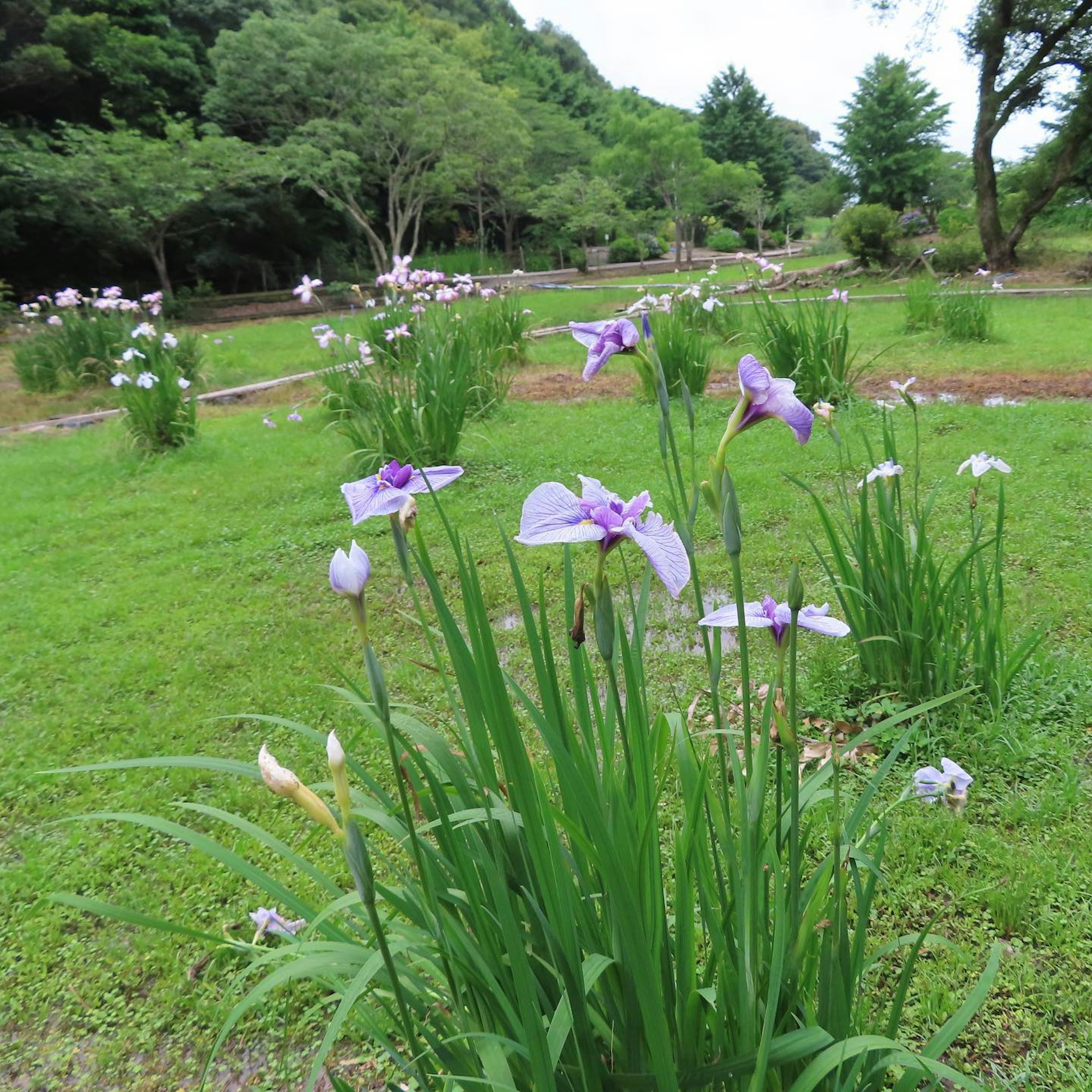 Lush green park with blooming purple flowers