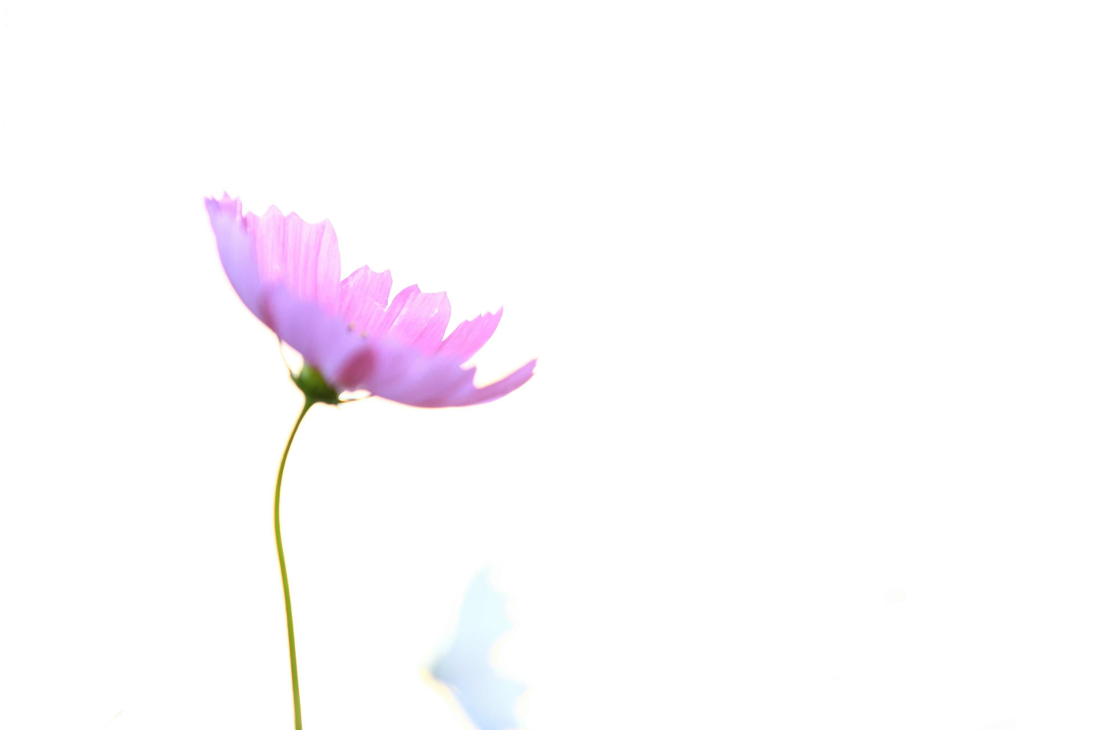 A delicate pink flower stands against a white background