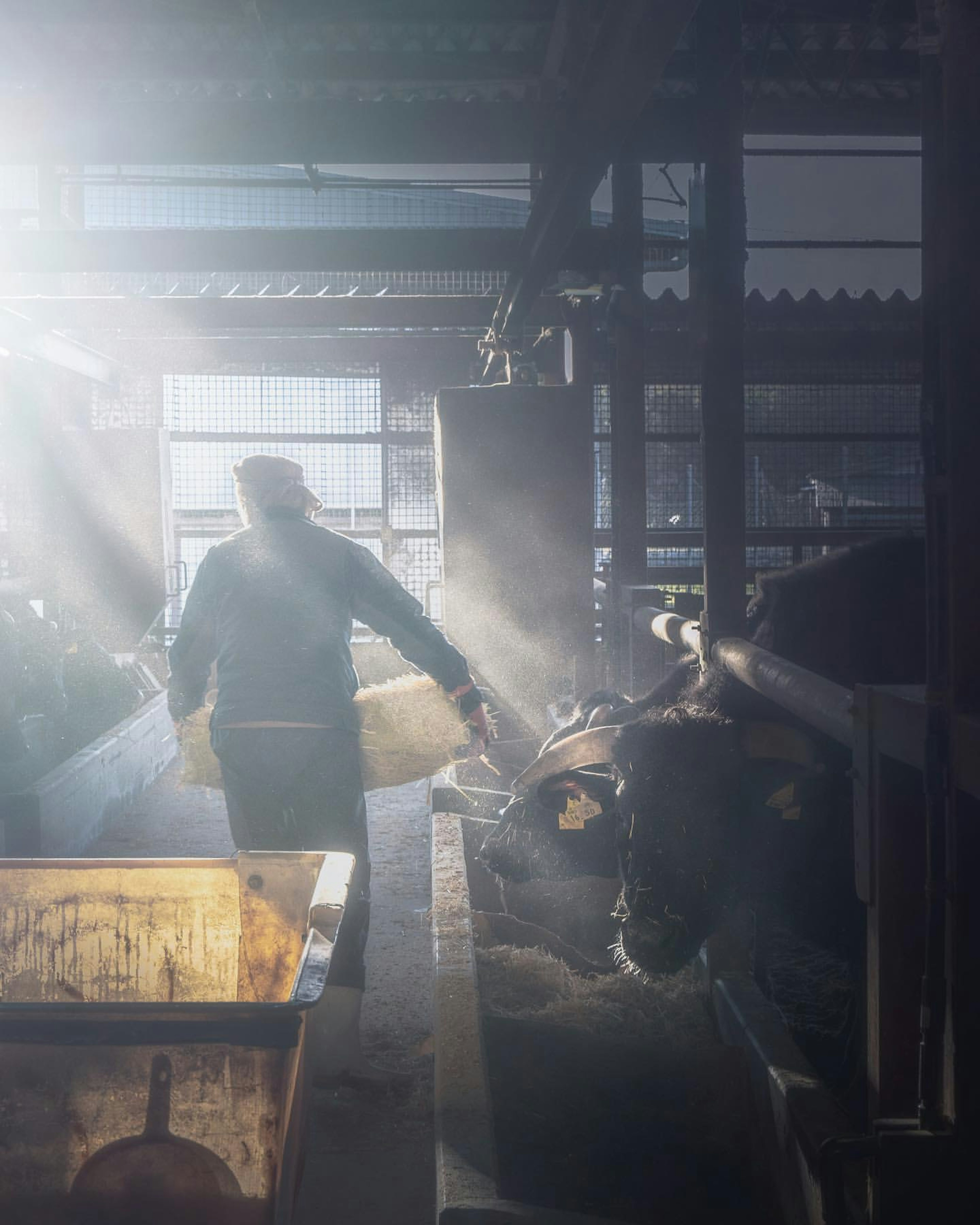 A person working in a barn with sunlight streaming through