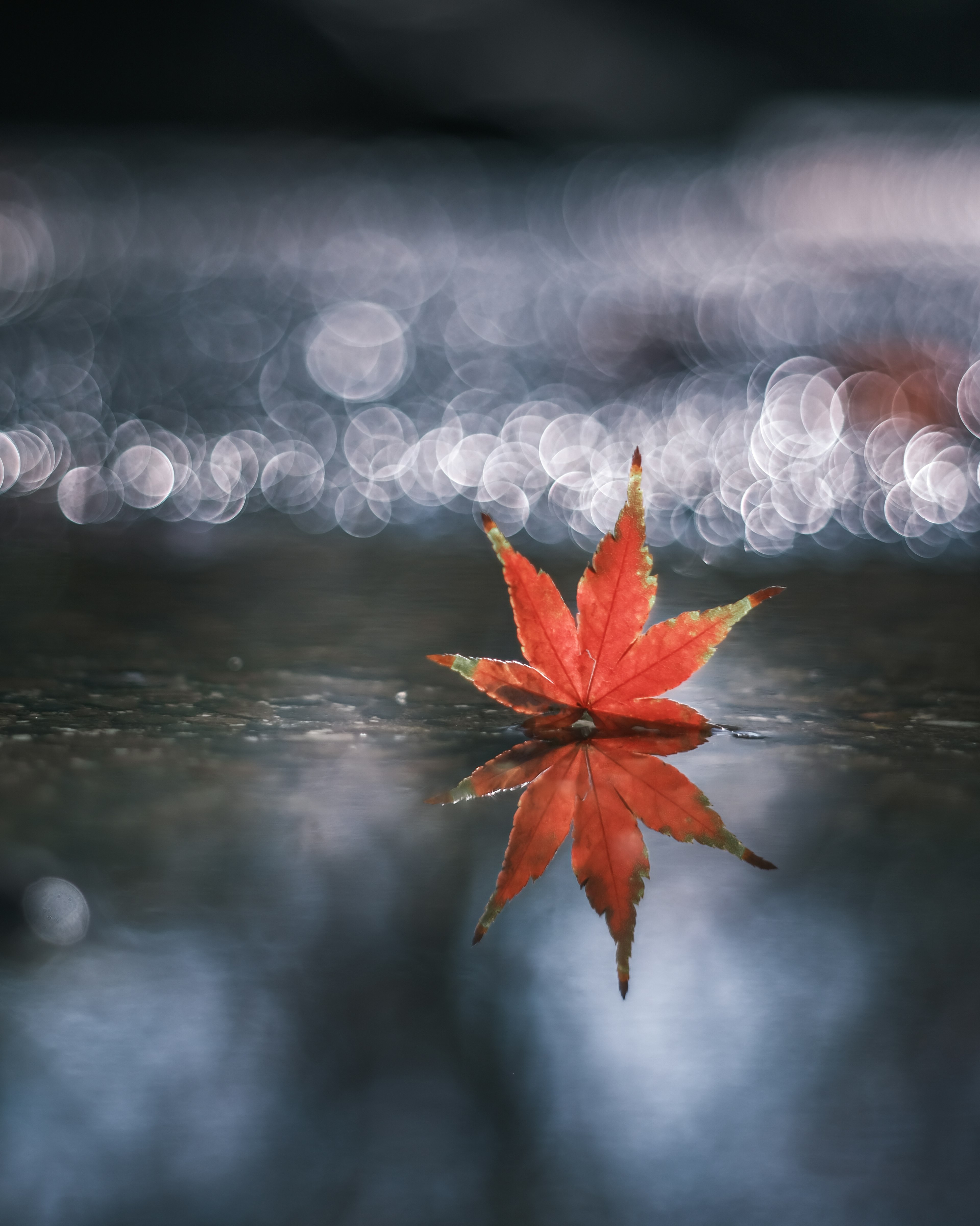 一片紅葉浮在水面上，伴隨美麗的光線反射