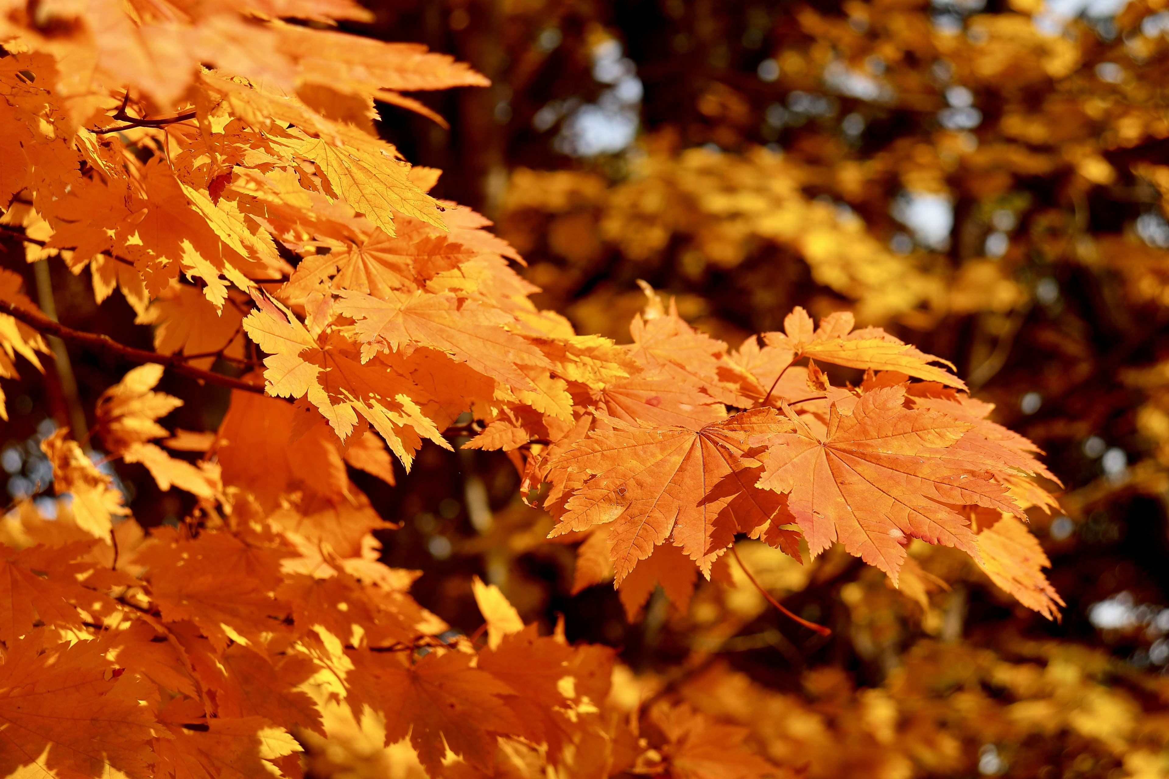 Daun maple oranye cerah yang kontras dengan latar belakang dedaunan kuning