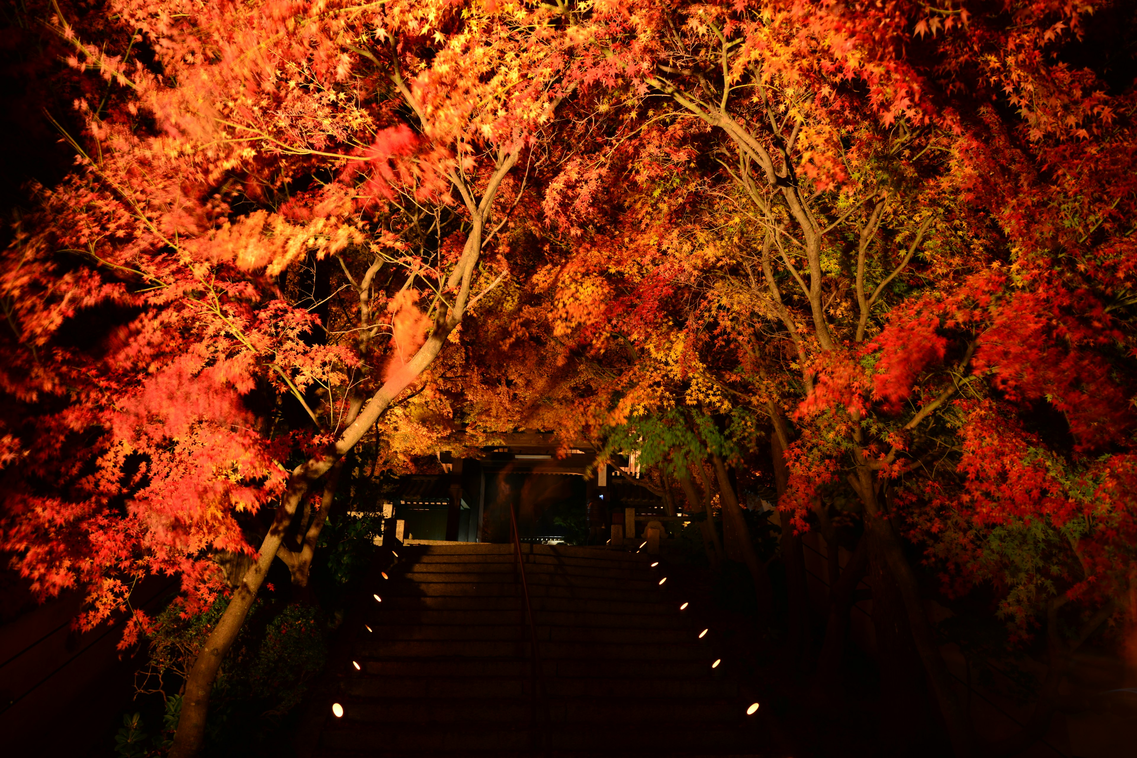 鮮やかな紅葉に囲まれた小道の夜景