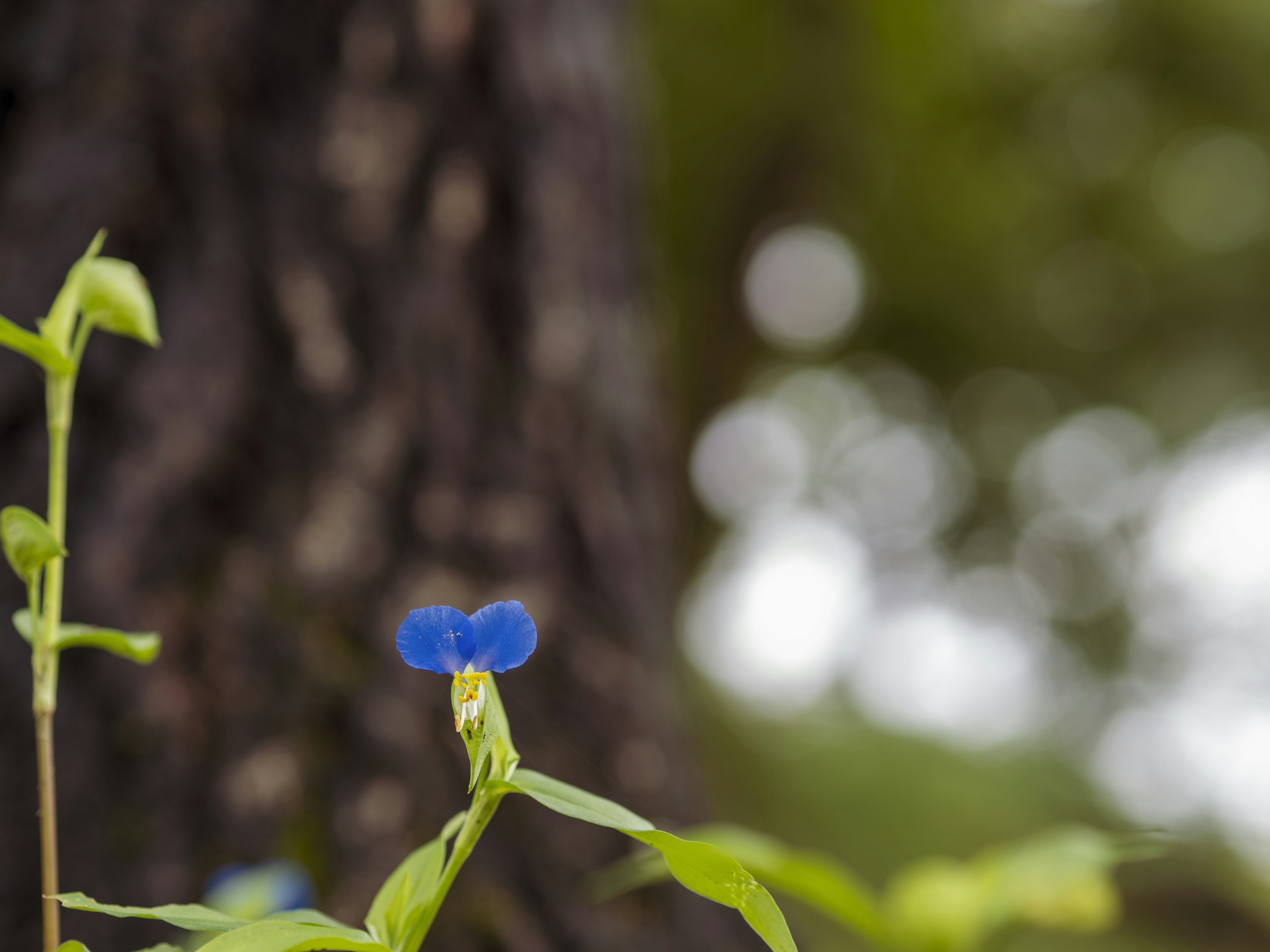 Foto close-up bunga biru dan daun hijau di latar belakang pohon kabur