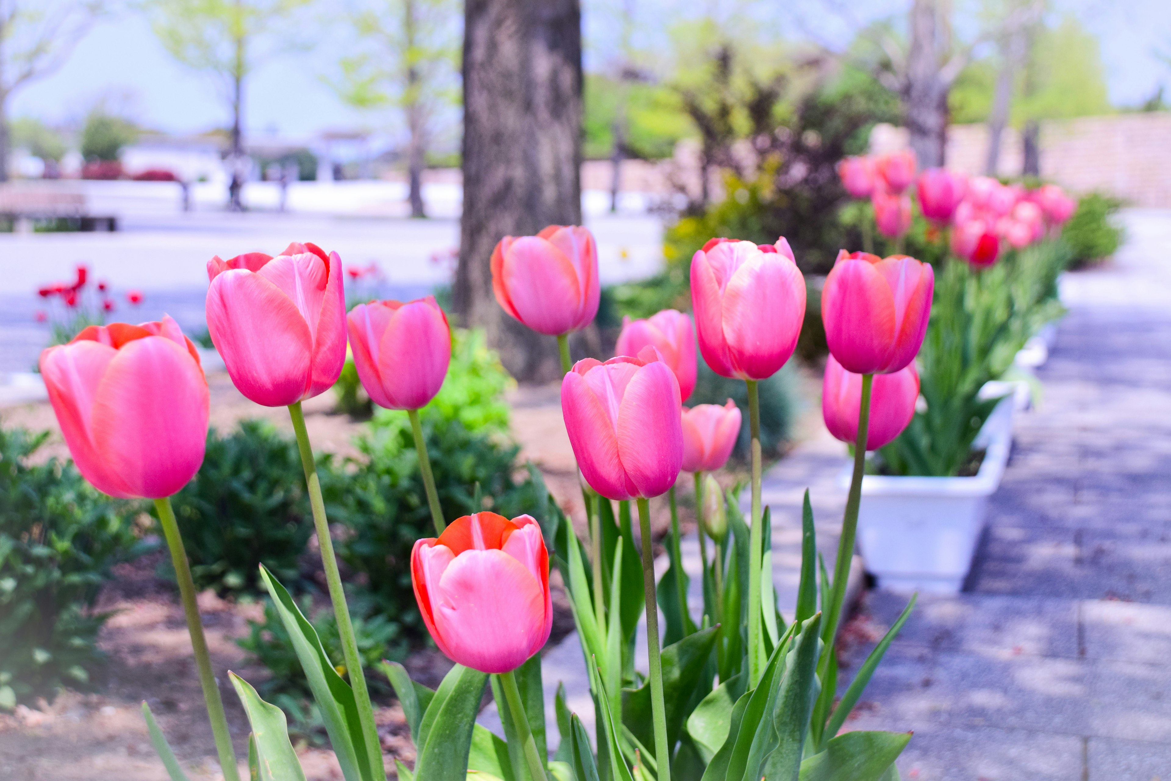 Una escena vibrante de tulipanes rosas floreciendo en un parque