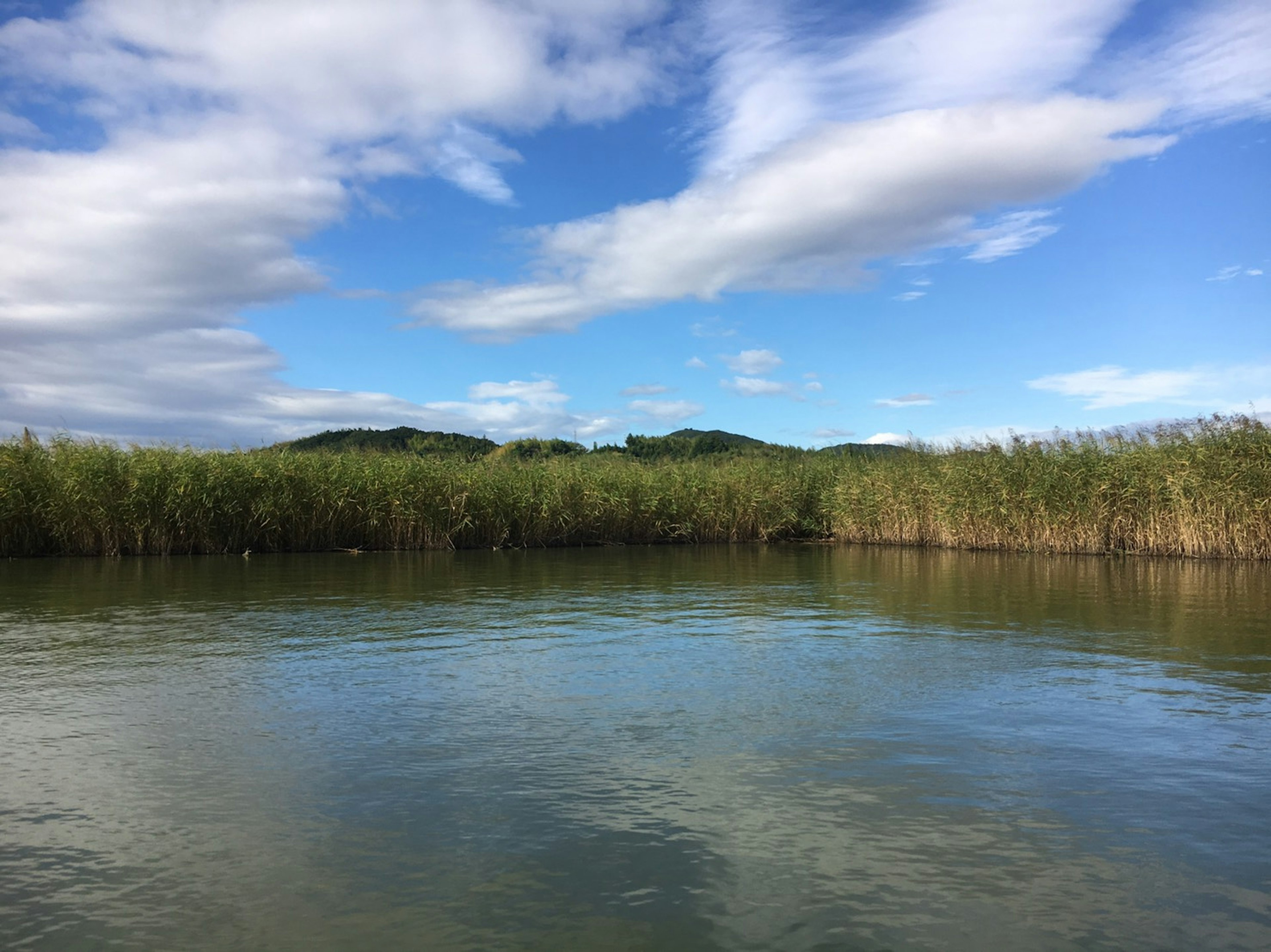 Ruhiger See mit blauem Himmel und grünen Schilfrohren