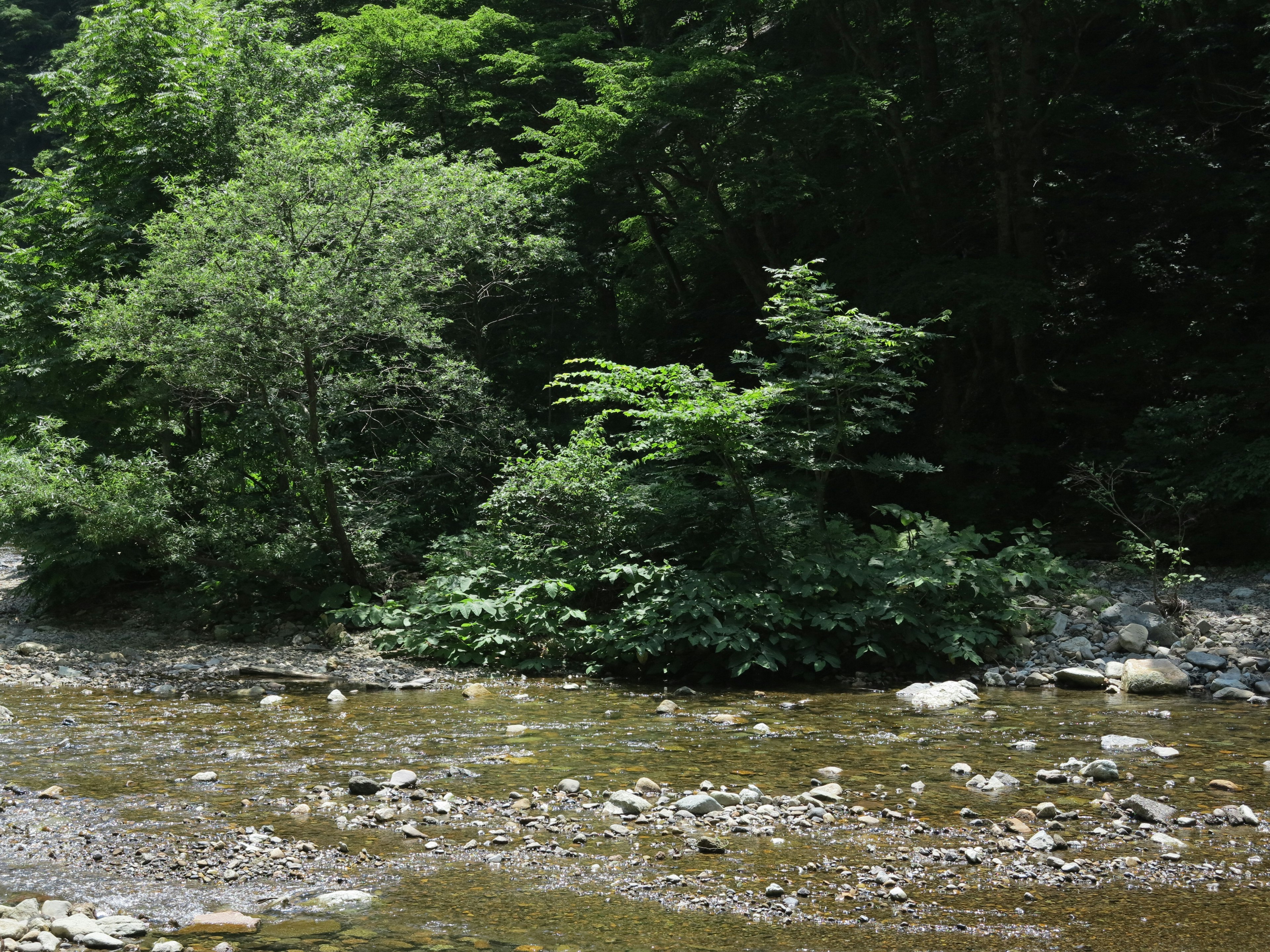 清流と緑豊かな木々のある自然風景