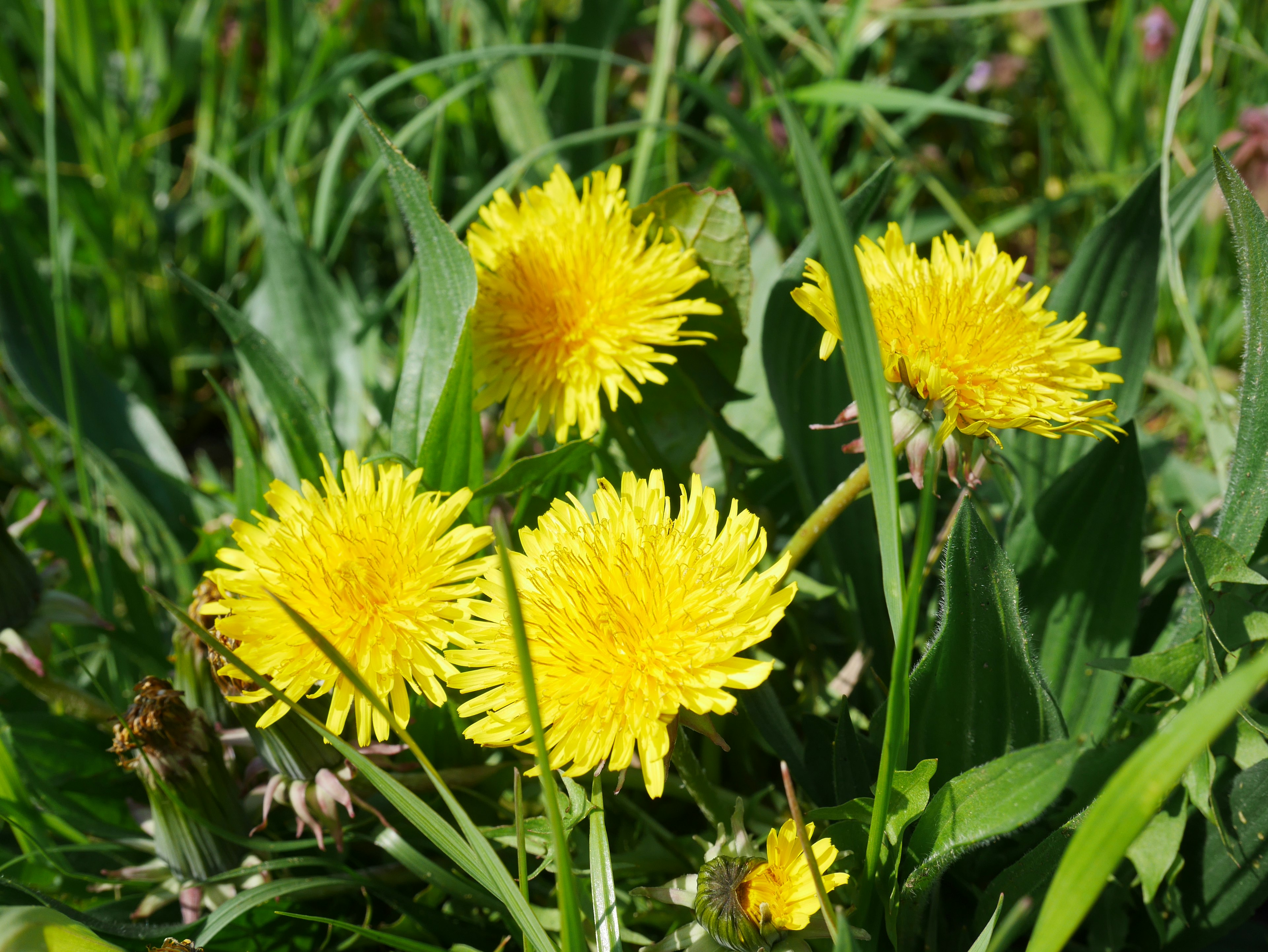 Bright yellow dandelions blooming among lush green grass