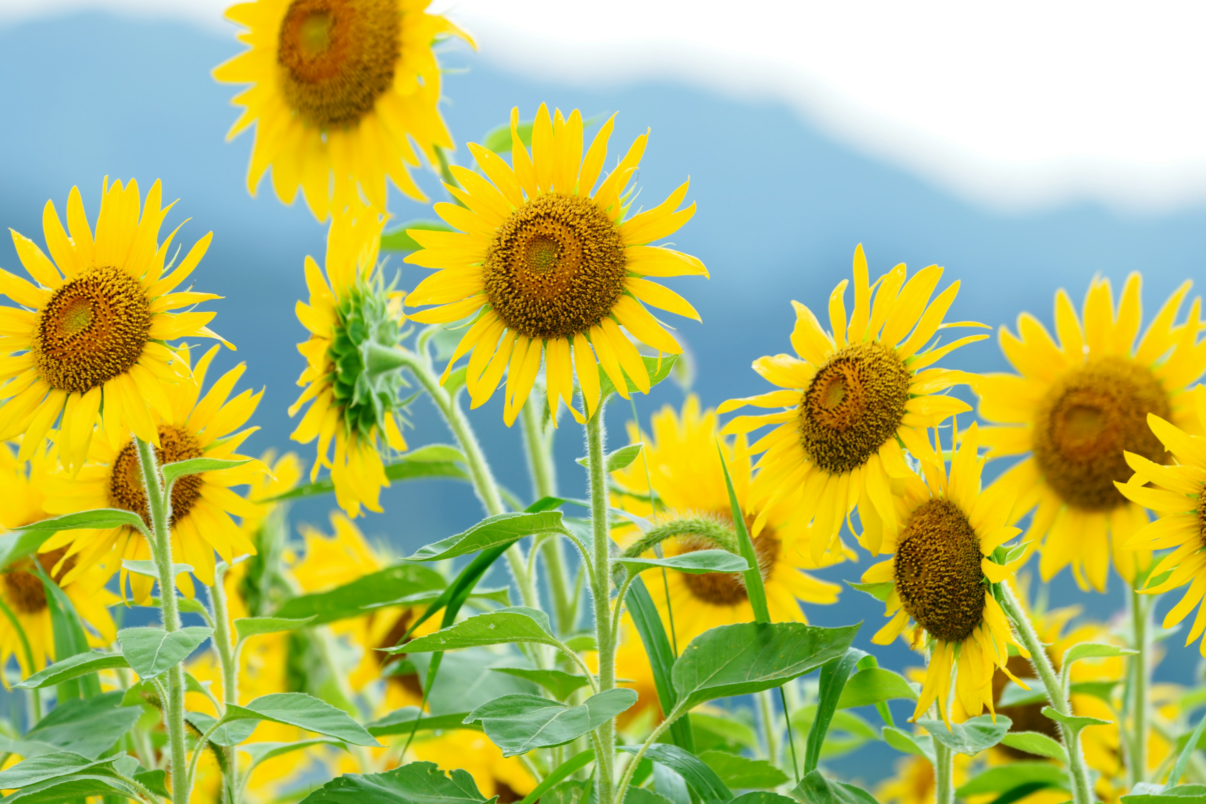 Girasoli che fioriscono sotto un cielo limpido