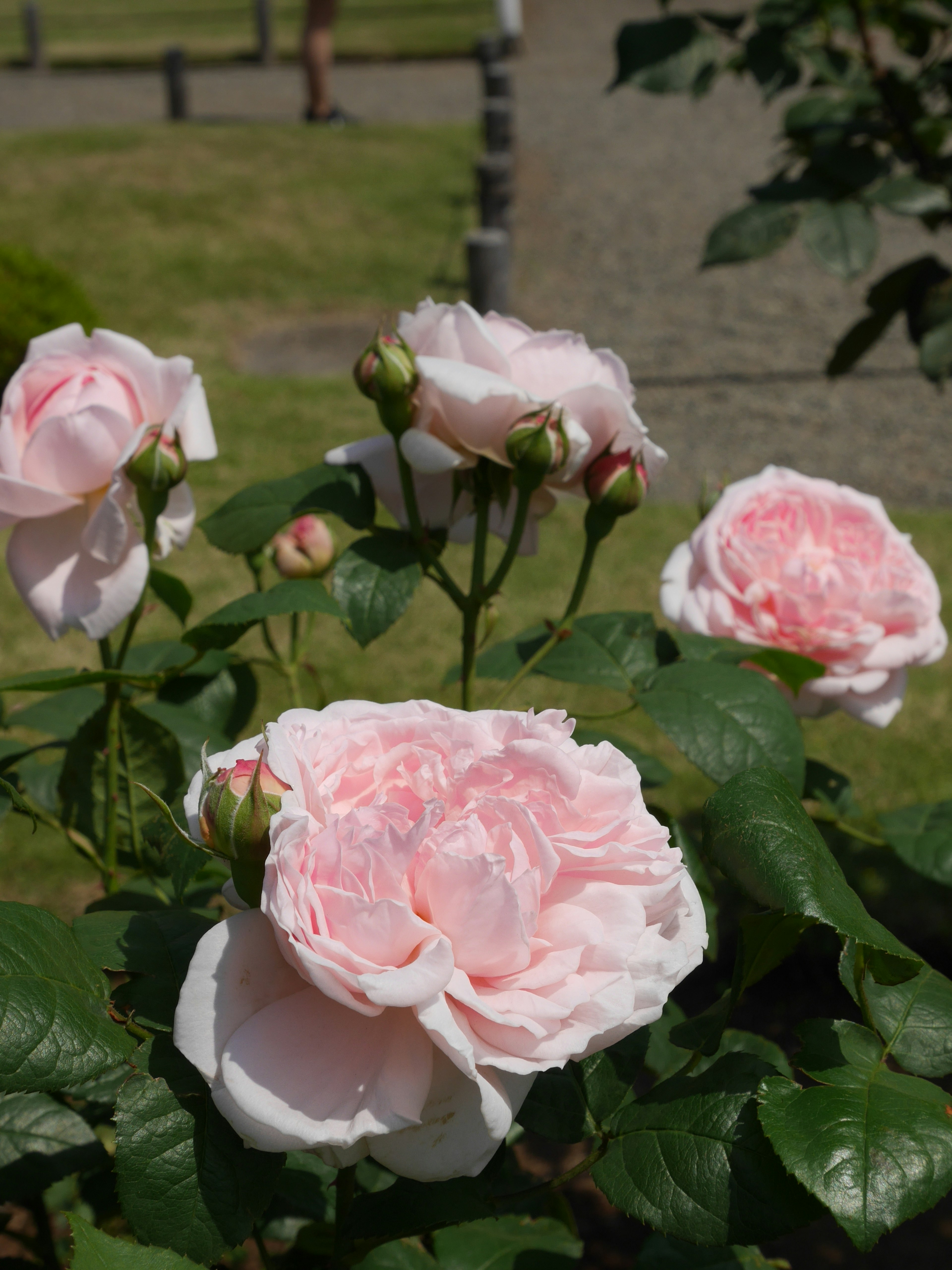 A garden scene featuring blooming pink roses