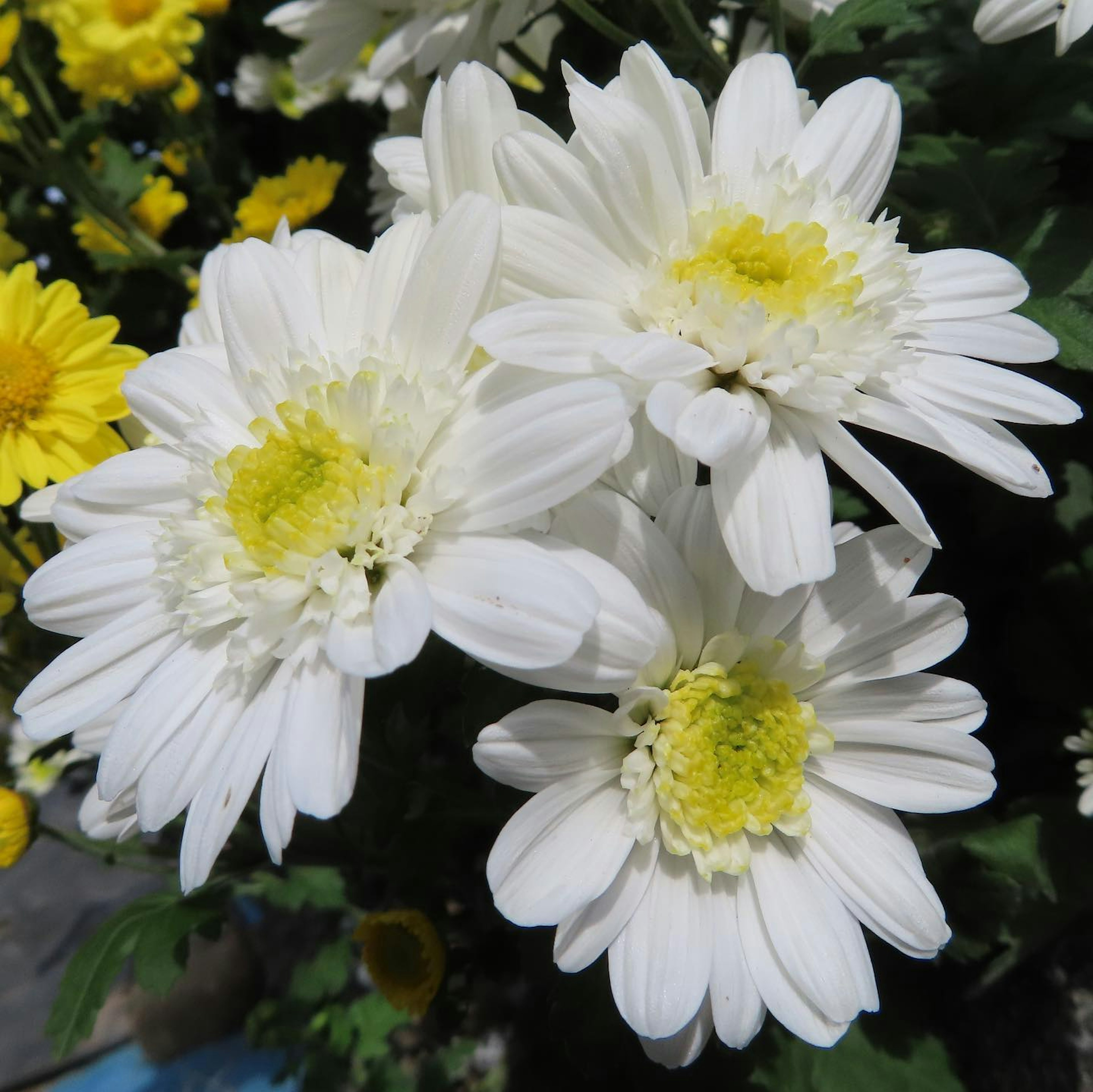 Acercamiento de flores blancas con centros amarillos sobre un fondo de flores amarillas