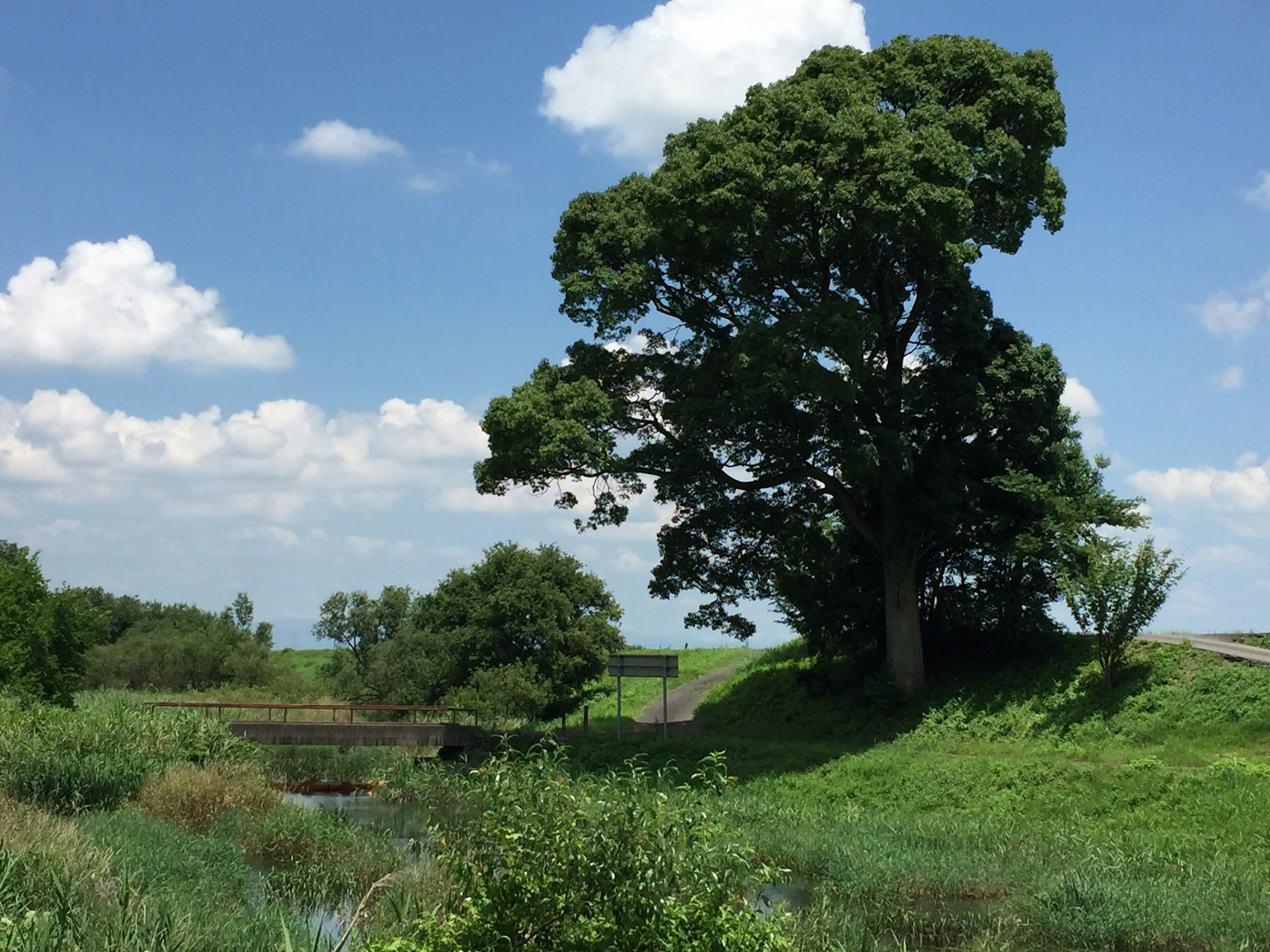 Un gran árbol se encuentra en un paisaje verde bajo un cielo azul