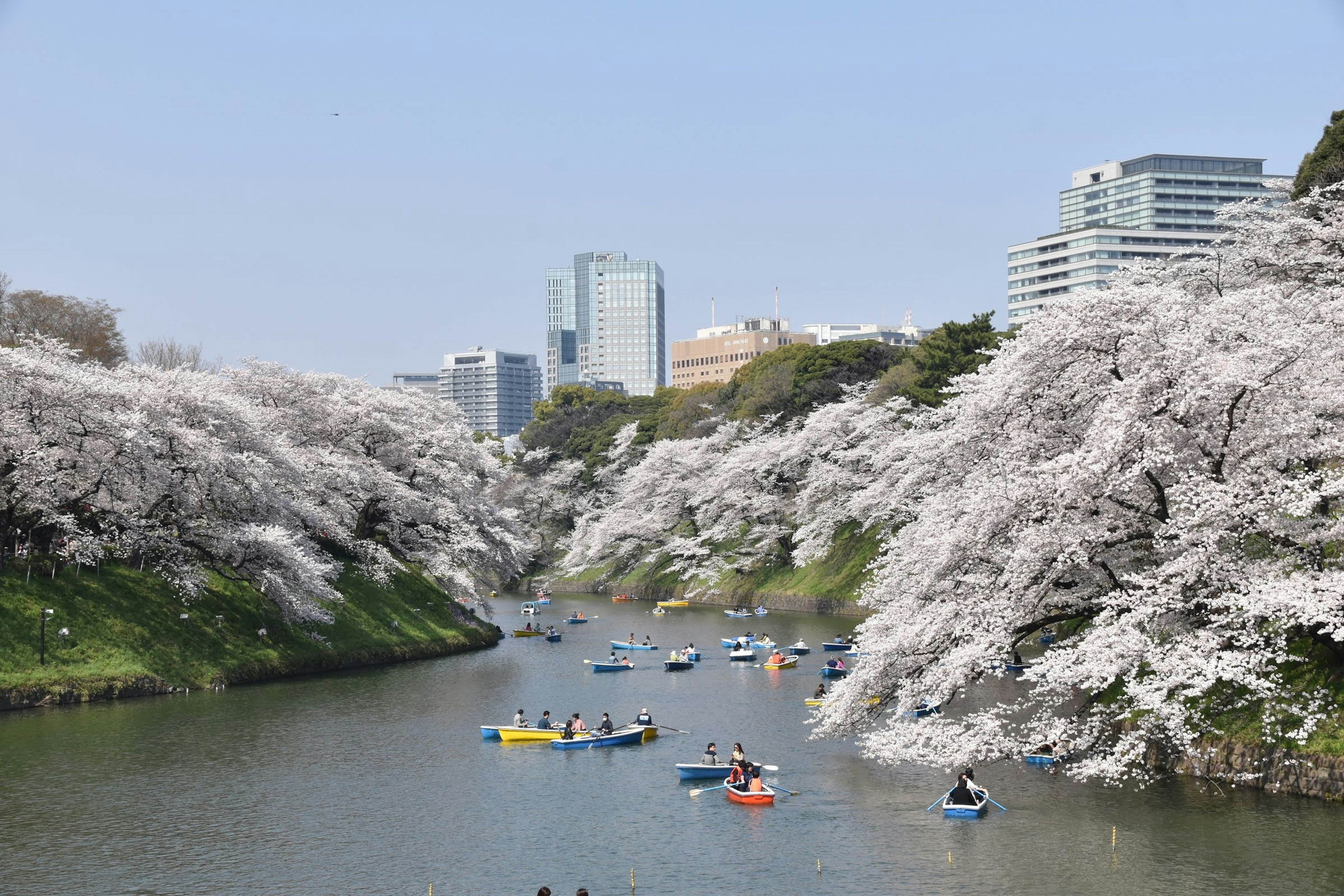 桜が咲く川でボートを漕ぐ人々と高層ビルの風景