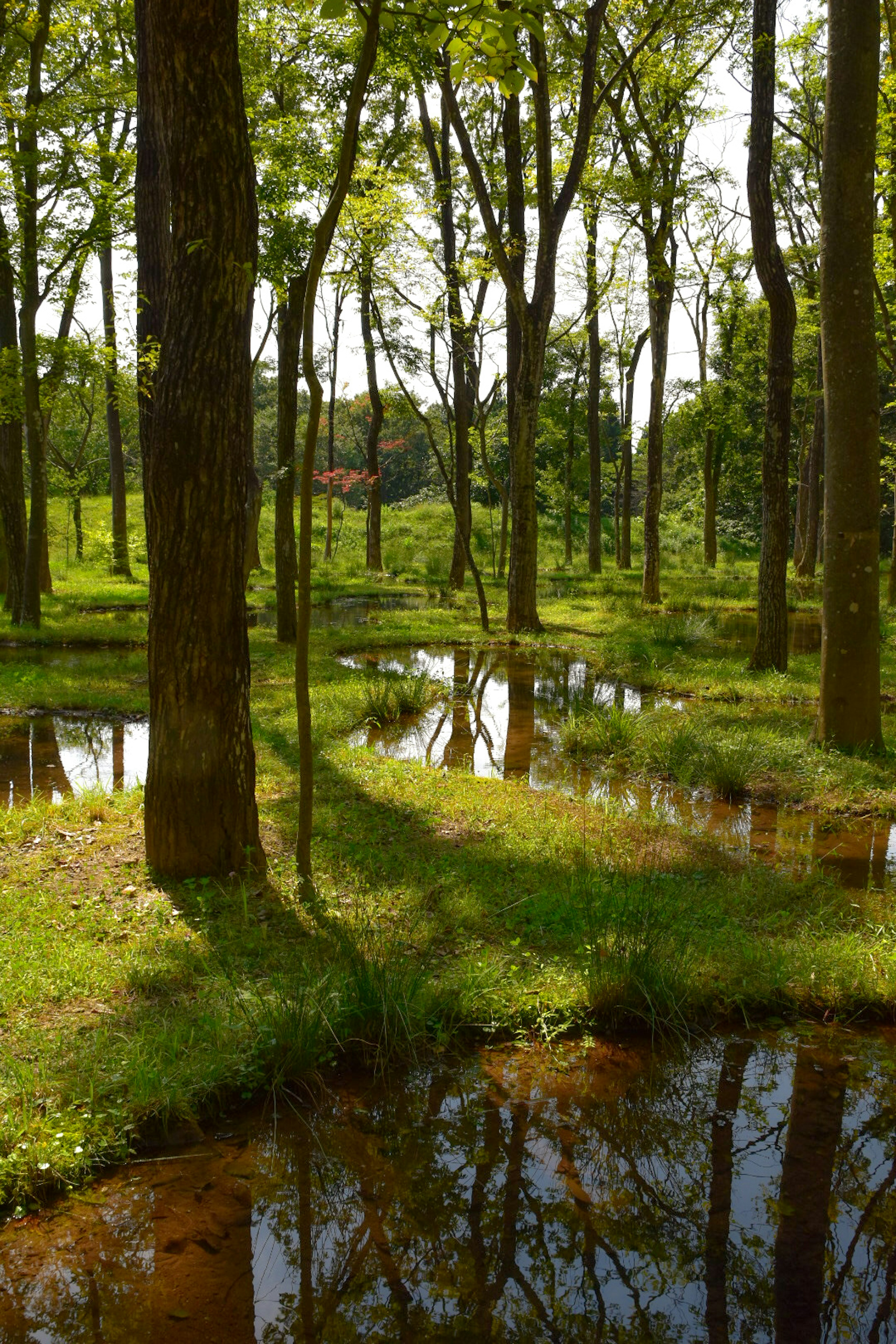 Foresta lussureggiante con piccole pozzanghere e ombre degli alberi