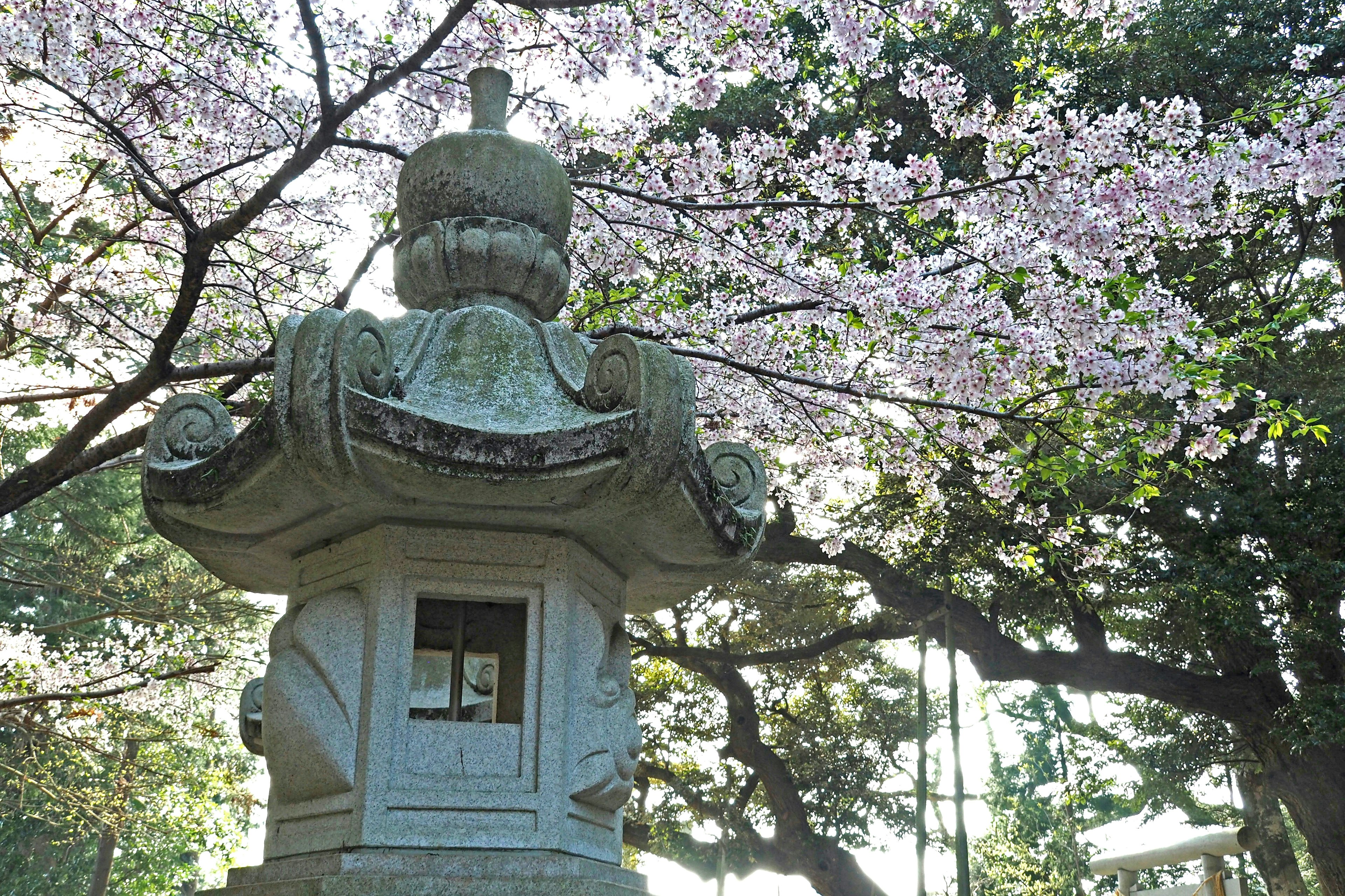 桜の木の下にある石灯篭の写真