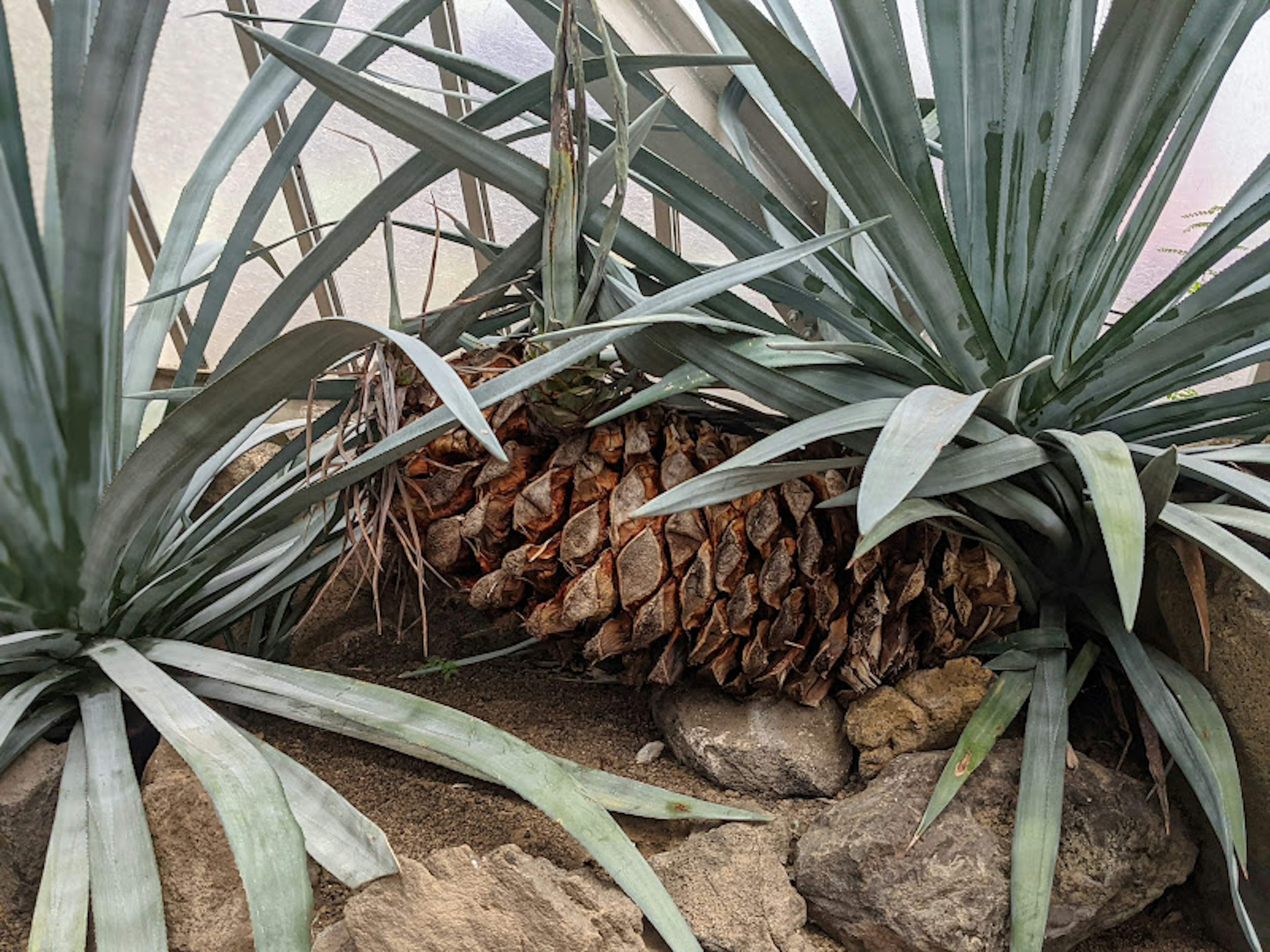 Großer Ananas umgeben von grünen Blättern und Steinen