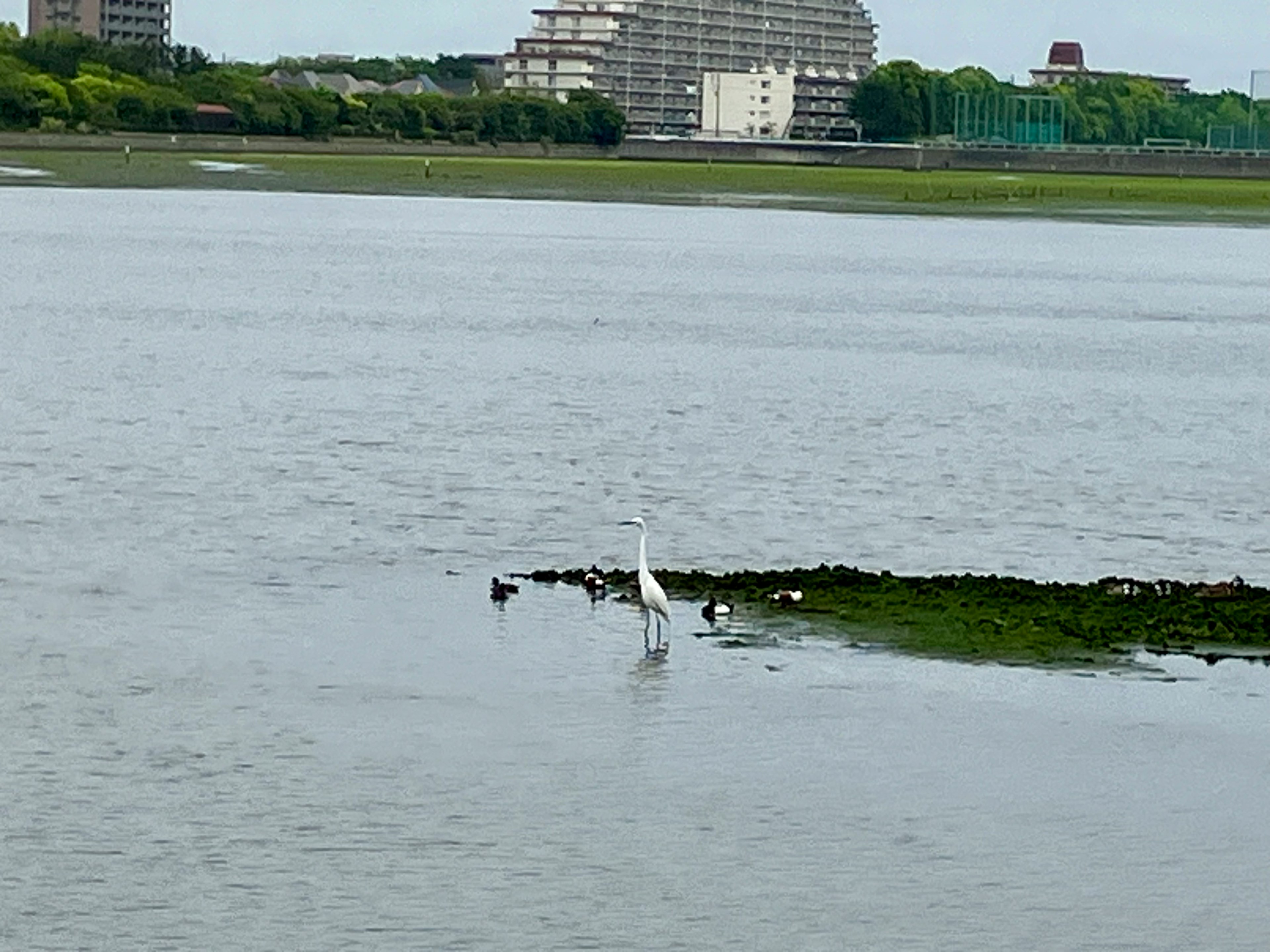 水辺に立つ白いサギの姿と背景の建物