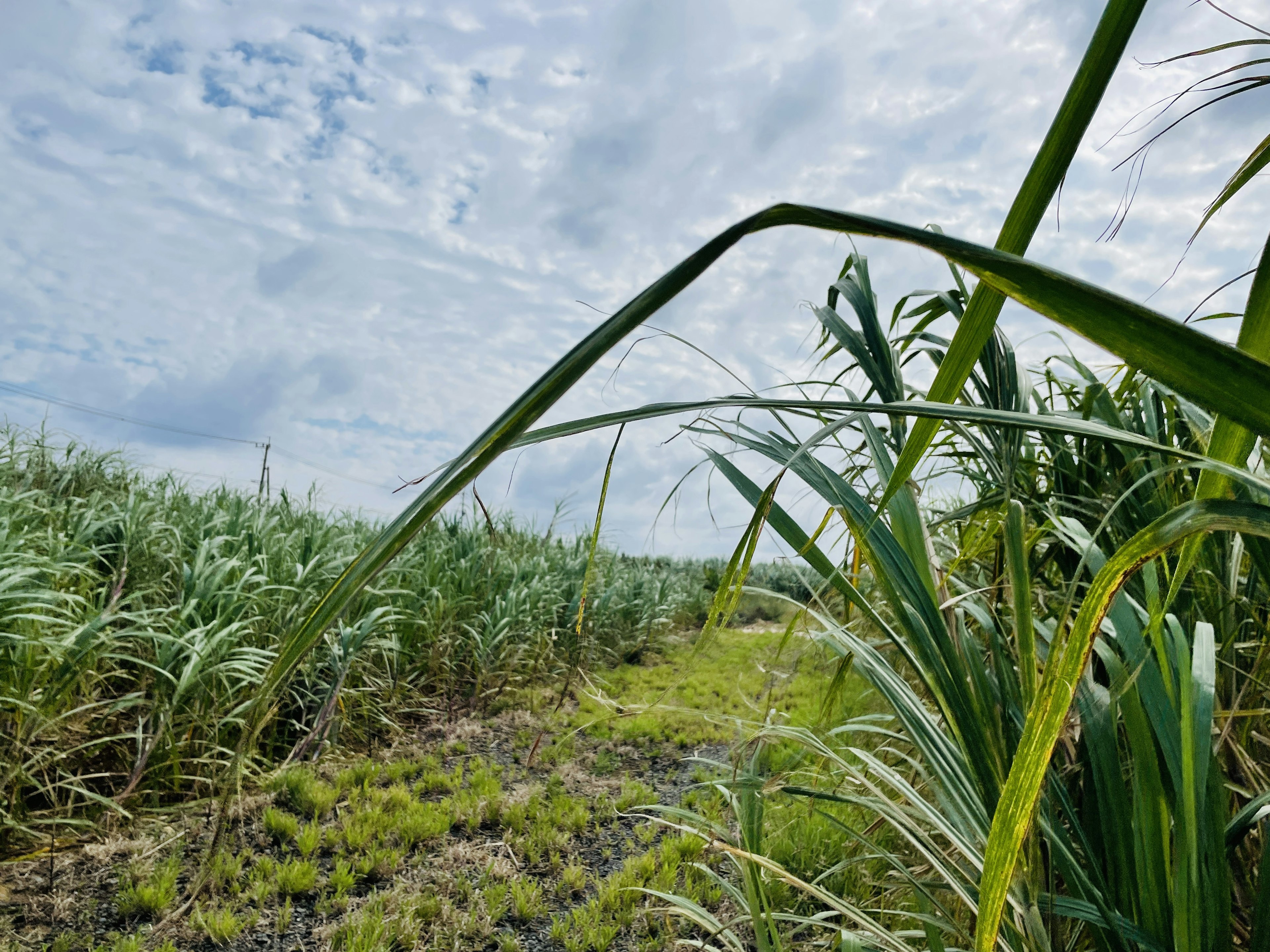 Sugarcane field landscape under a blue sky