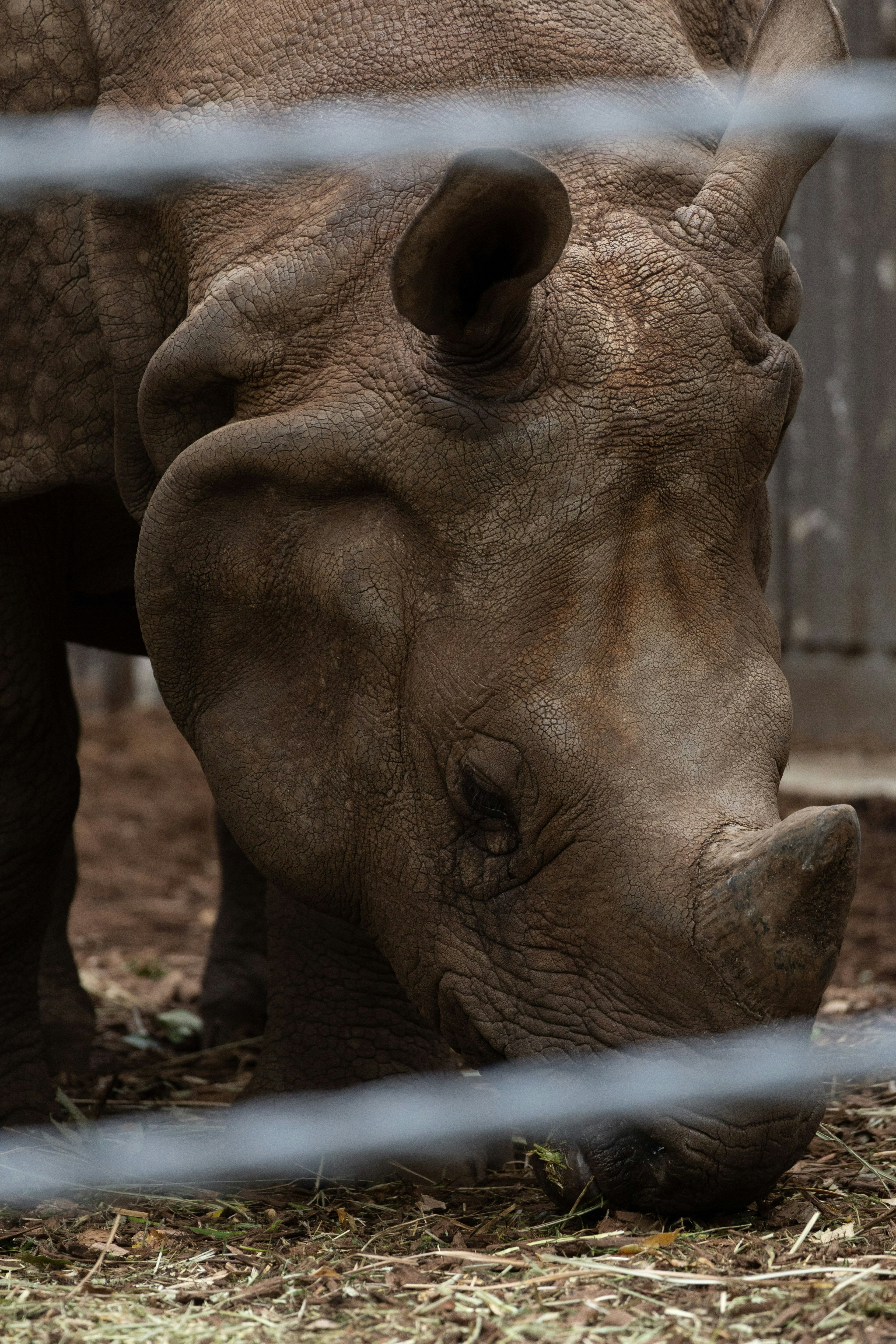 Gros plan d'un rhinocéros en train de brouter de l'herbe
