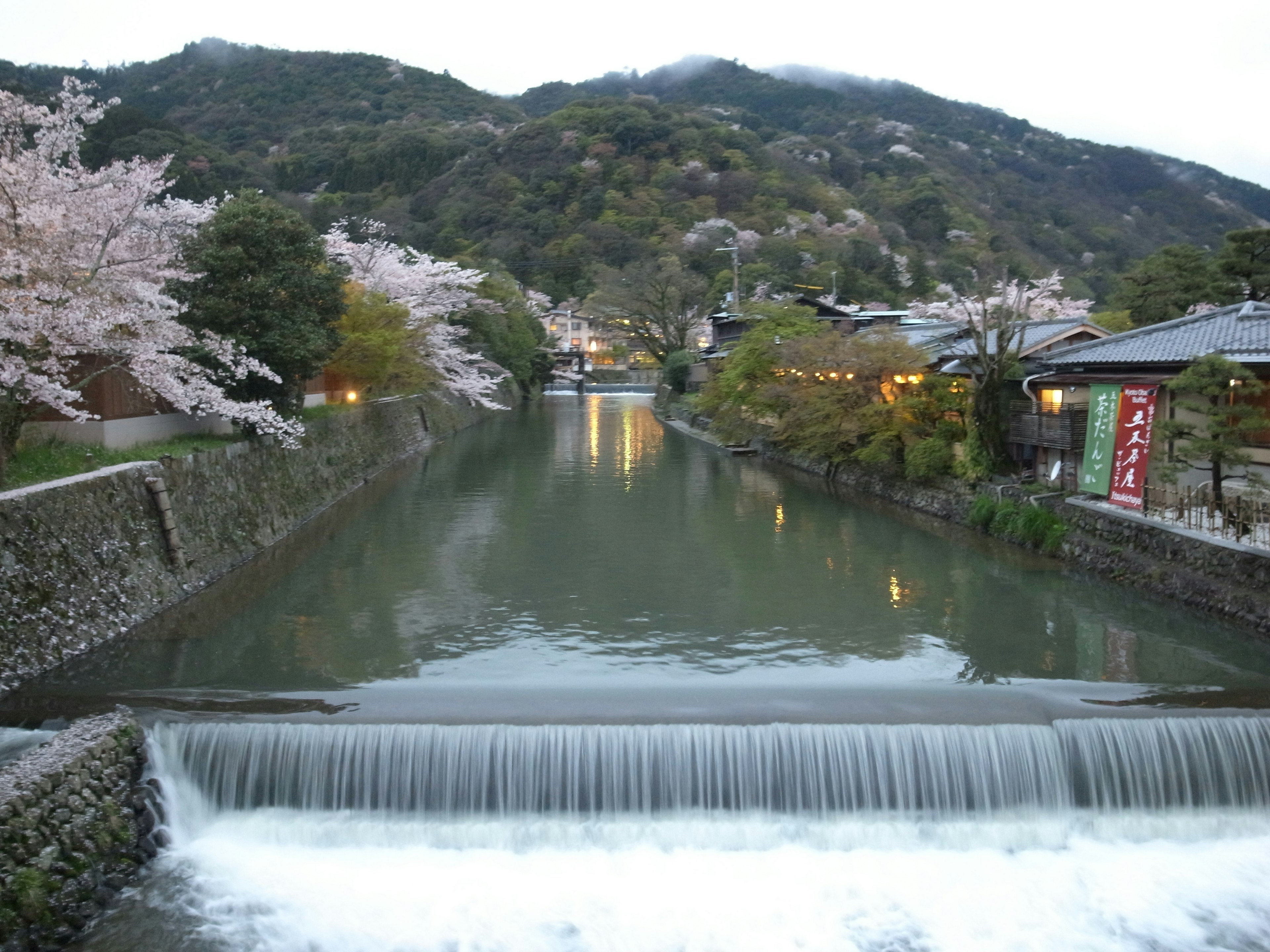 櫻花樹沿著平靜河流的風景，遠處有山和房屋