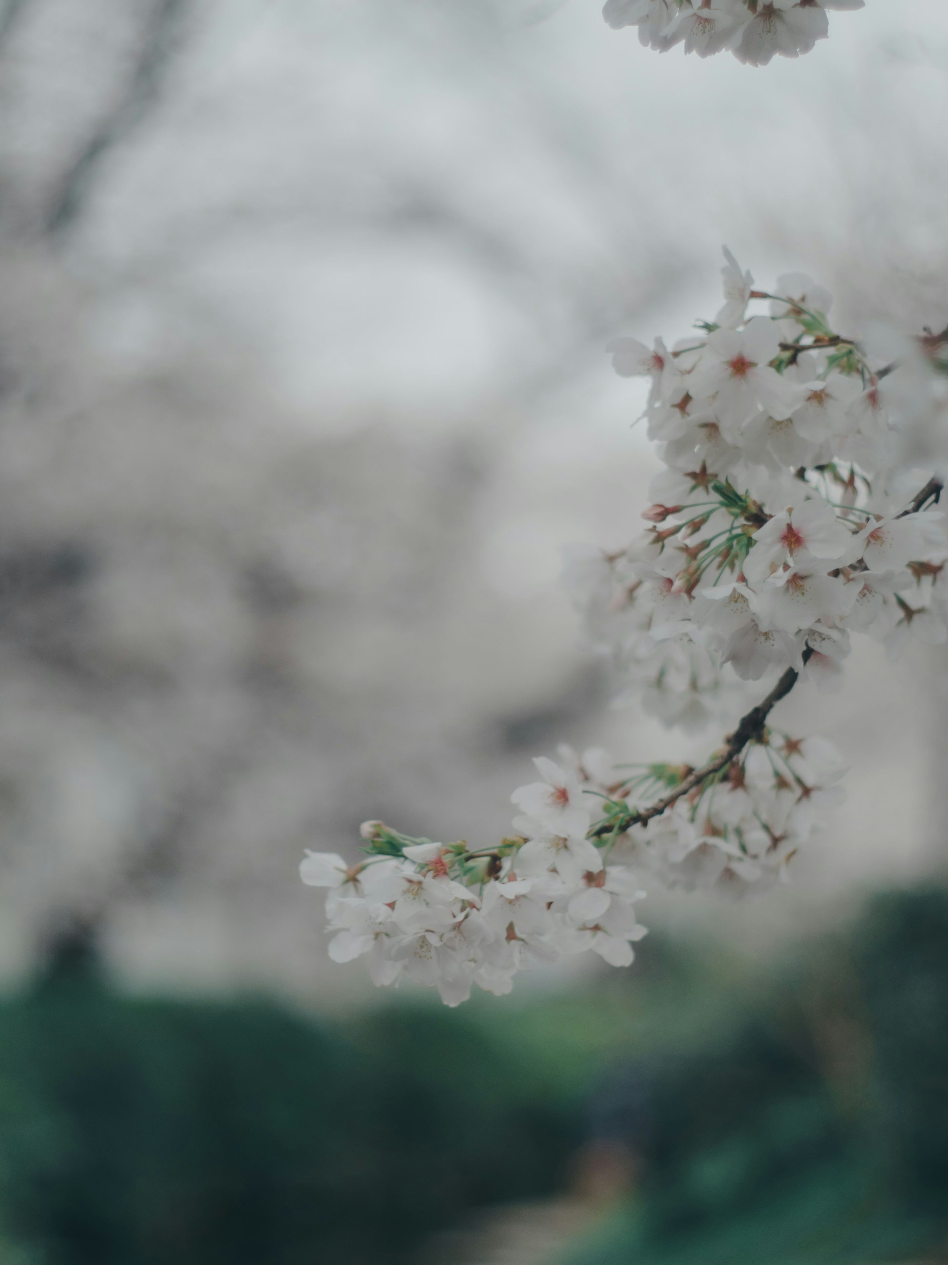 桜の花が咲いている枝のクローズアップ 背景はぼやけた桜の木