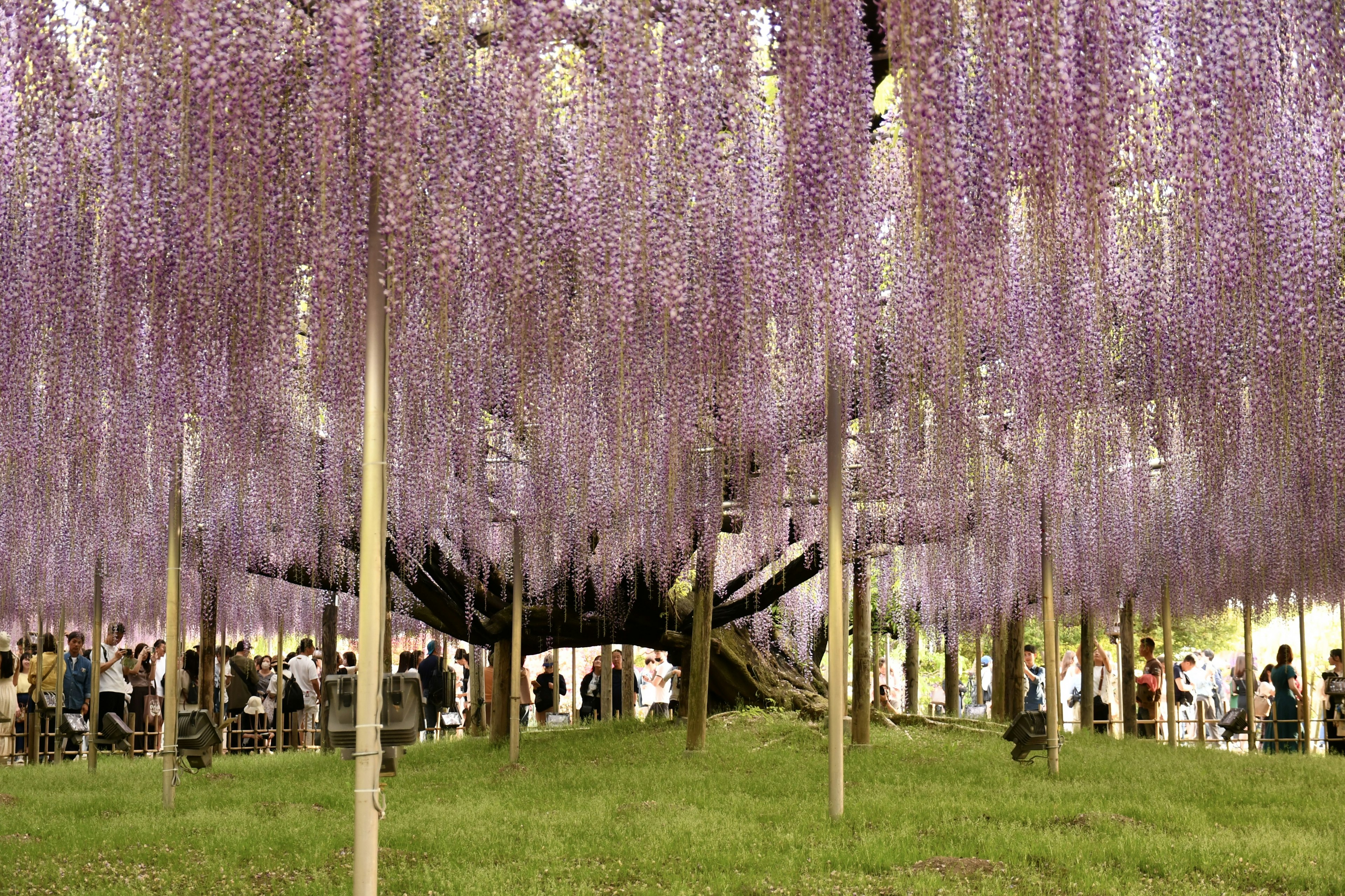 Pemandangan indah orang-orang berkumpul di bawah pohon dengan bunga wisteria ungu yang menggantung