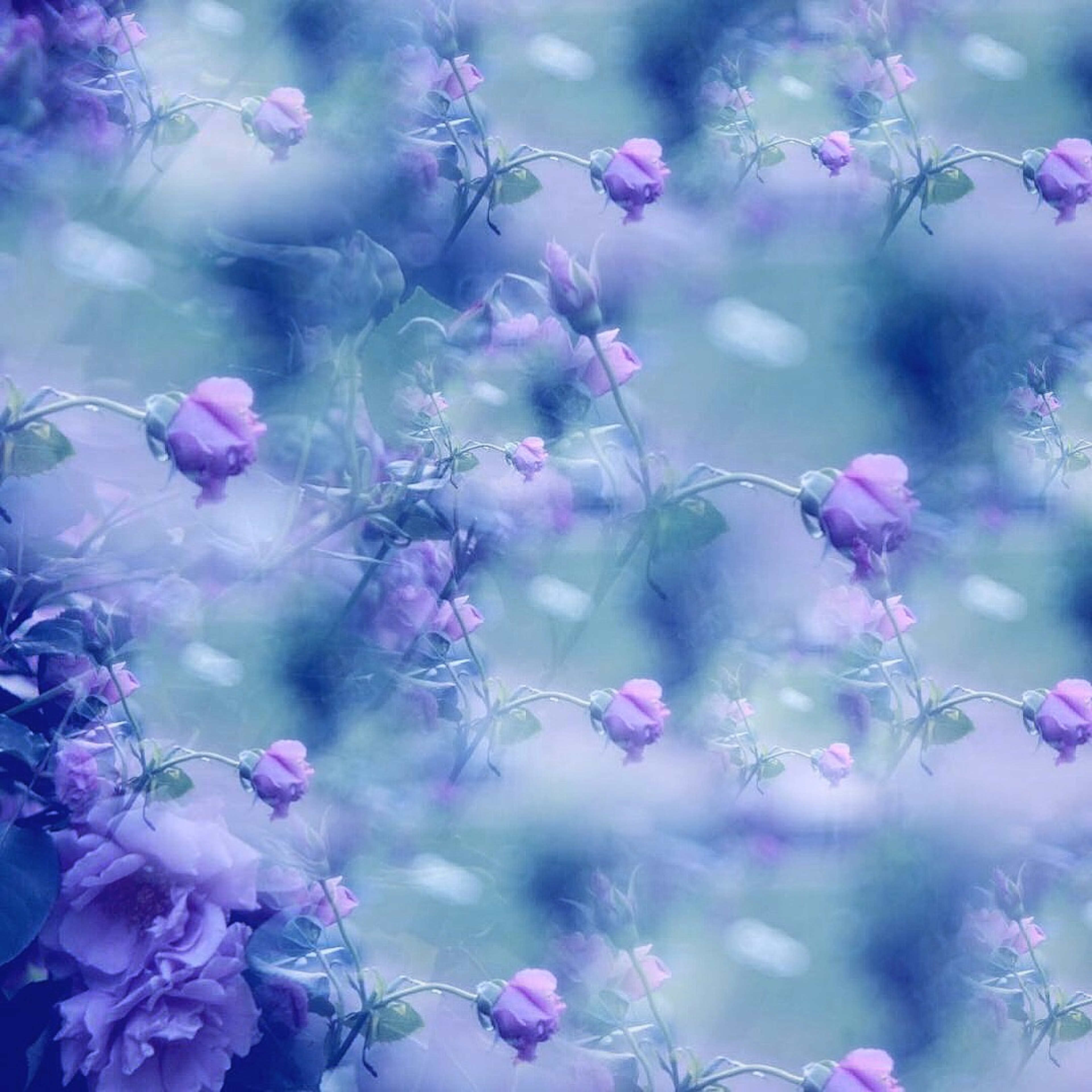 Beautiful image of blurred purple flowers