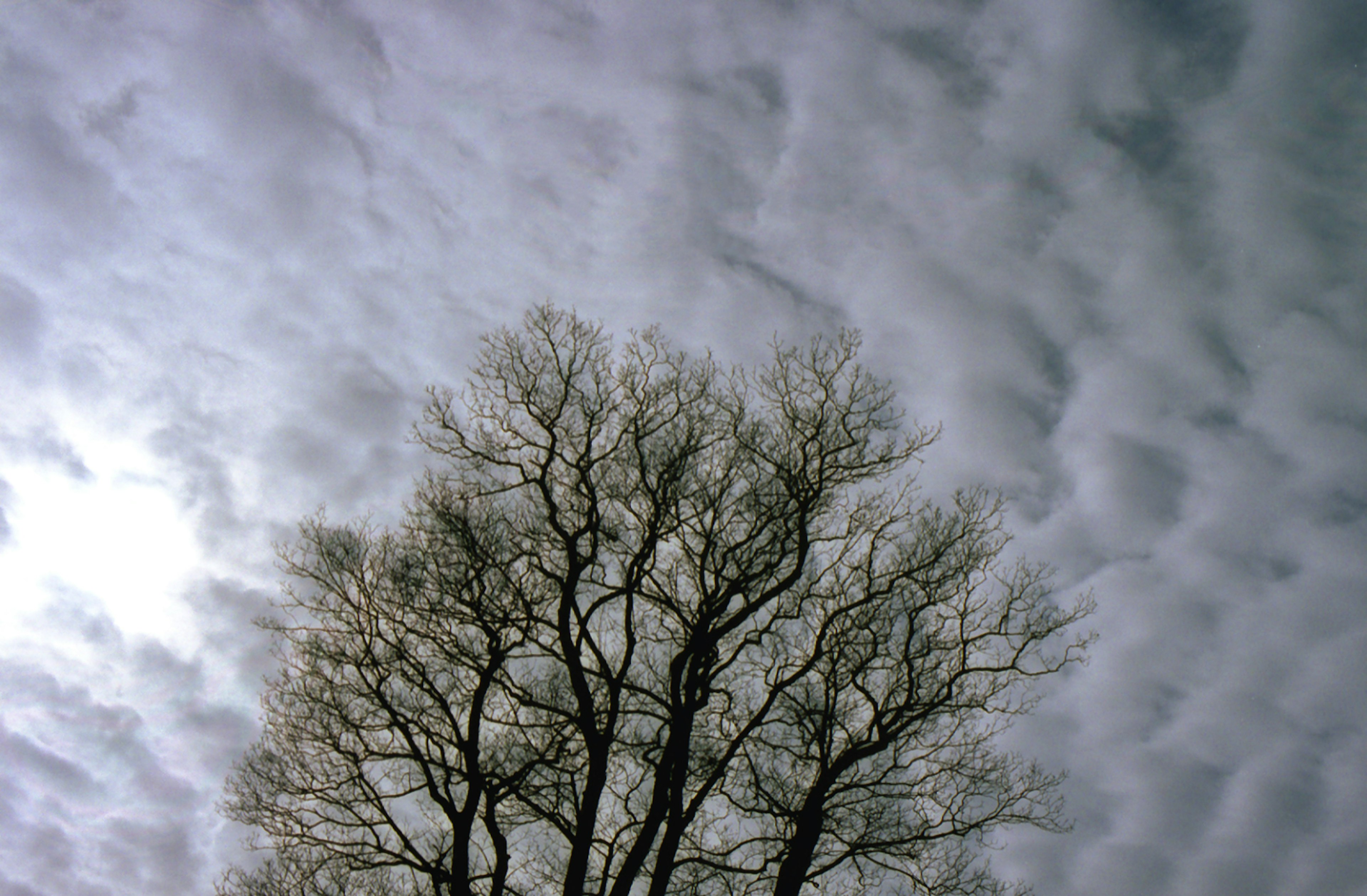 Silhouette di un albero contro un cielo nuvoloso