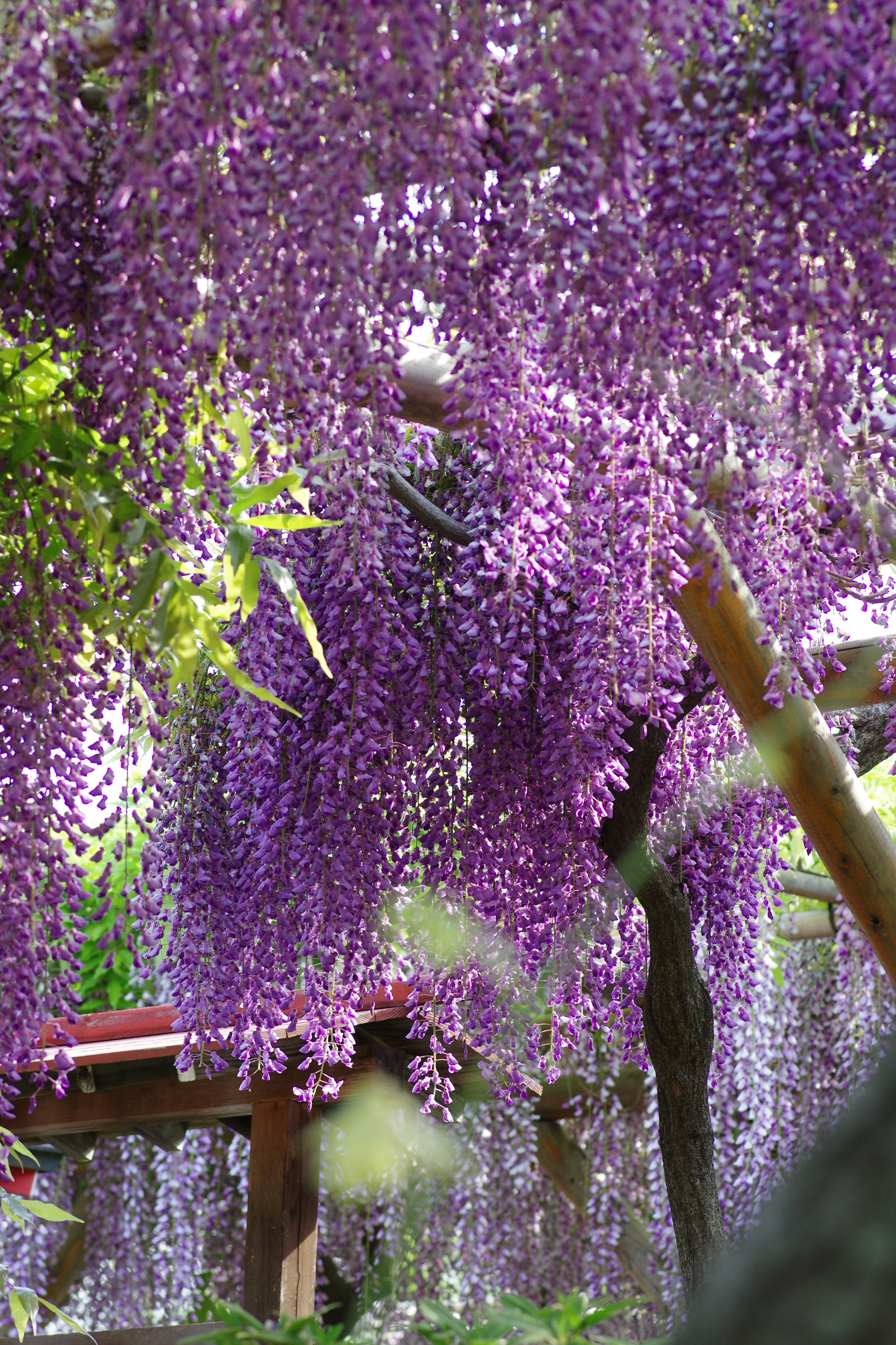 A landscape featuring blooming purple wisteria flowers