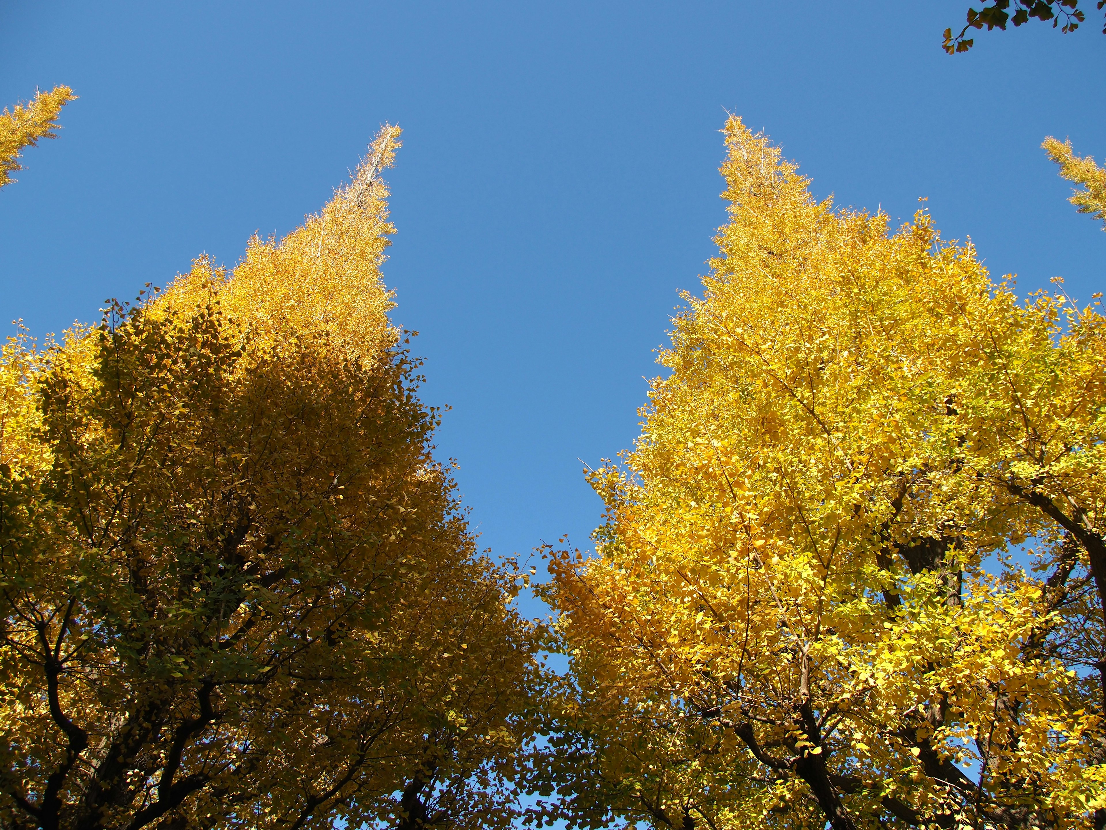 A view of vibrant yellow trees against a clear blue sky