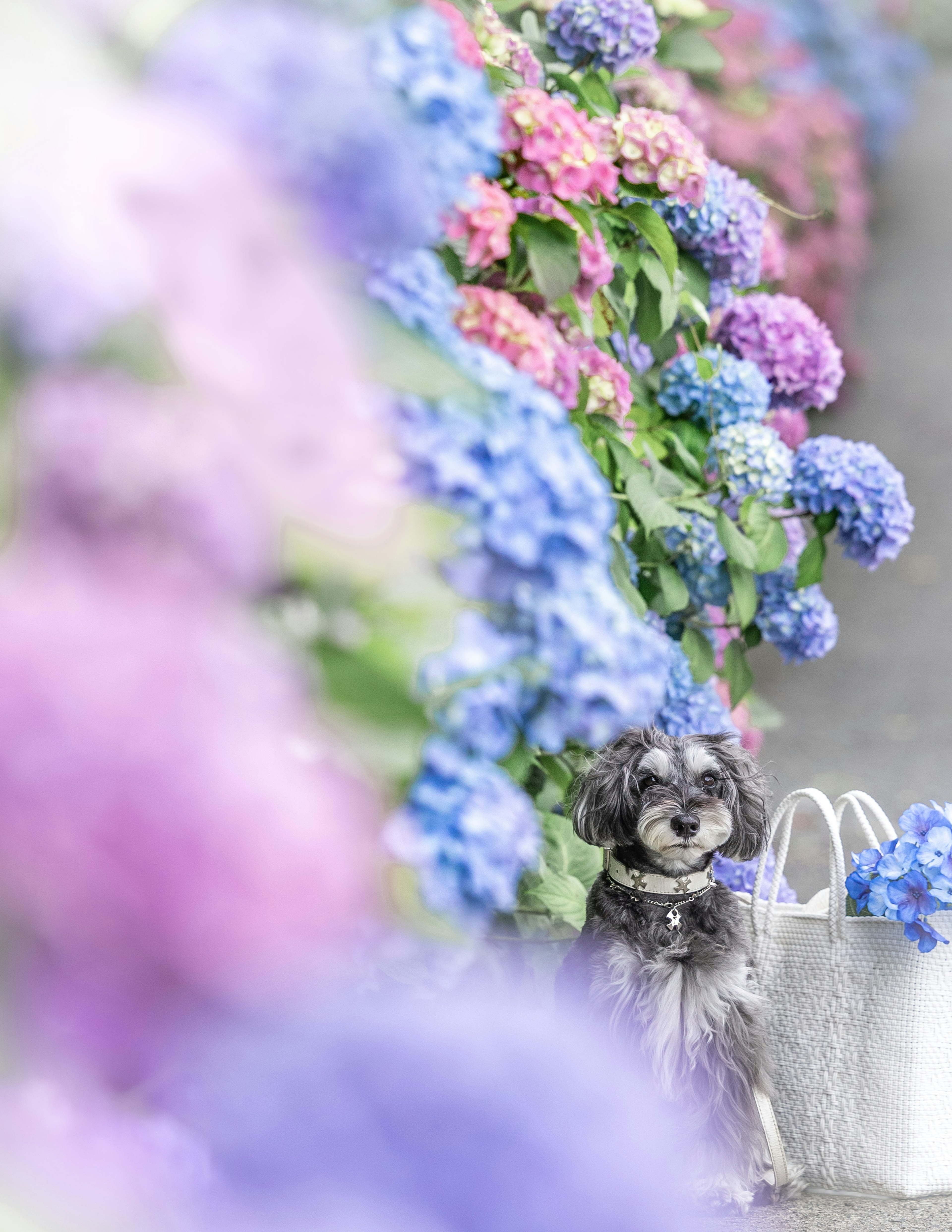 Petit chien assis parmi des hortensias colorés et un sac